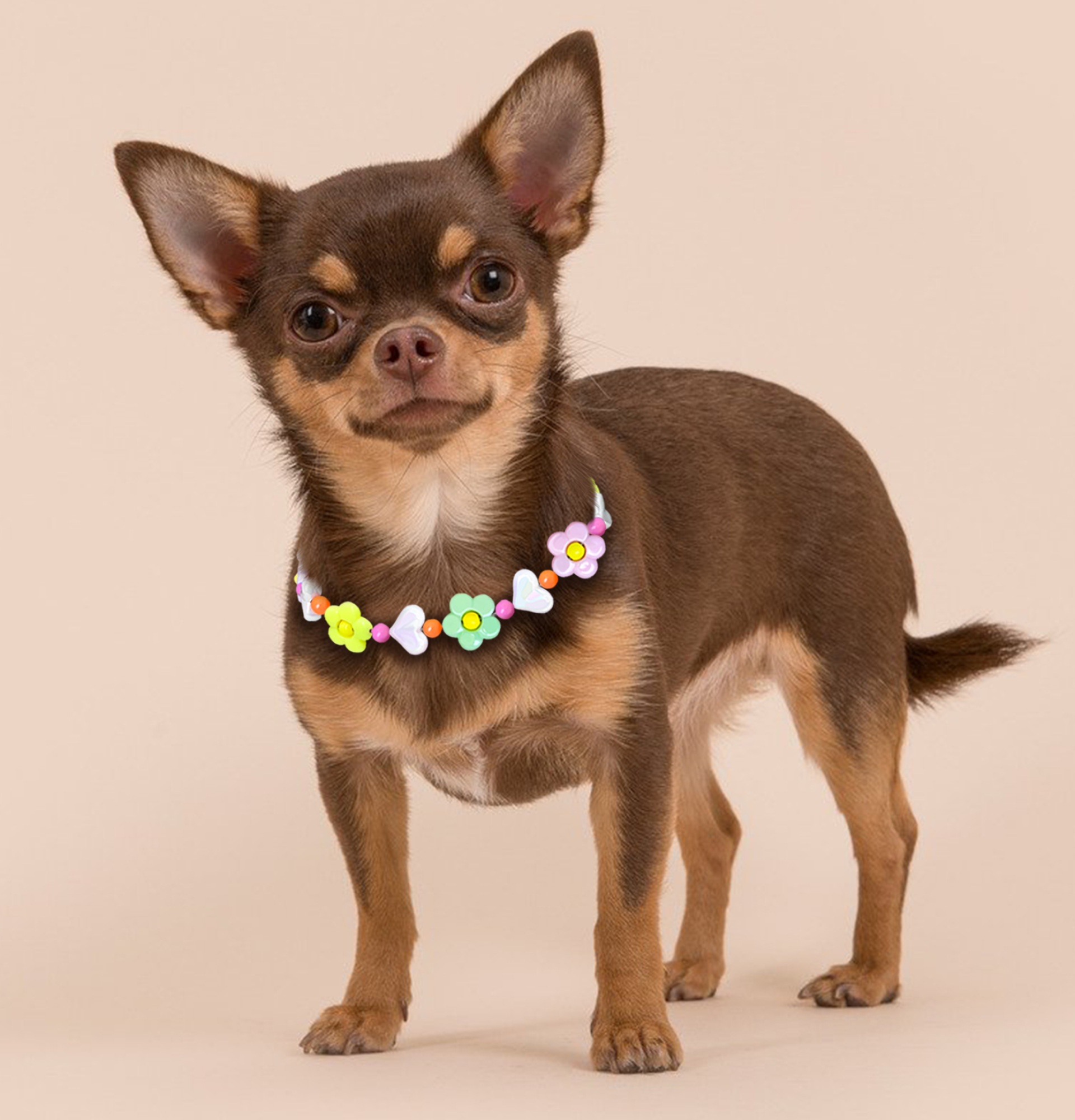 🐾 Are Beaded Dog Collars Safe? A Complete Guide for Pet Parents