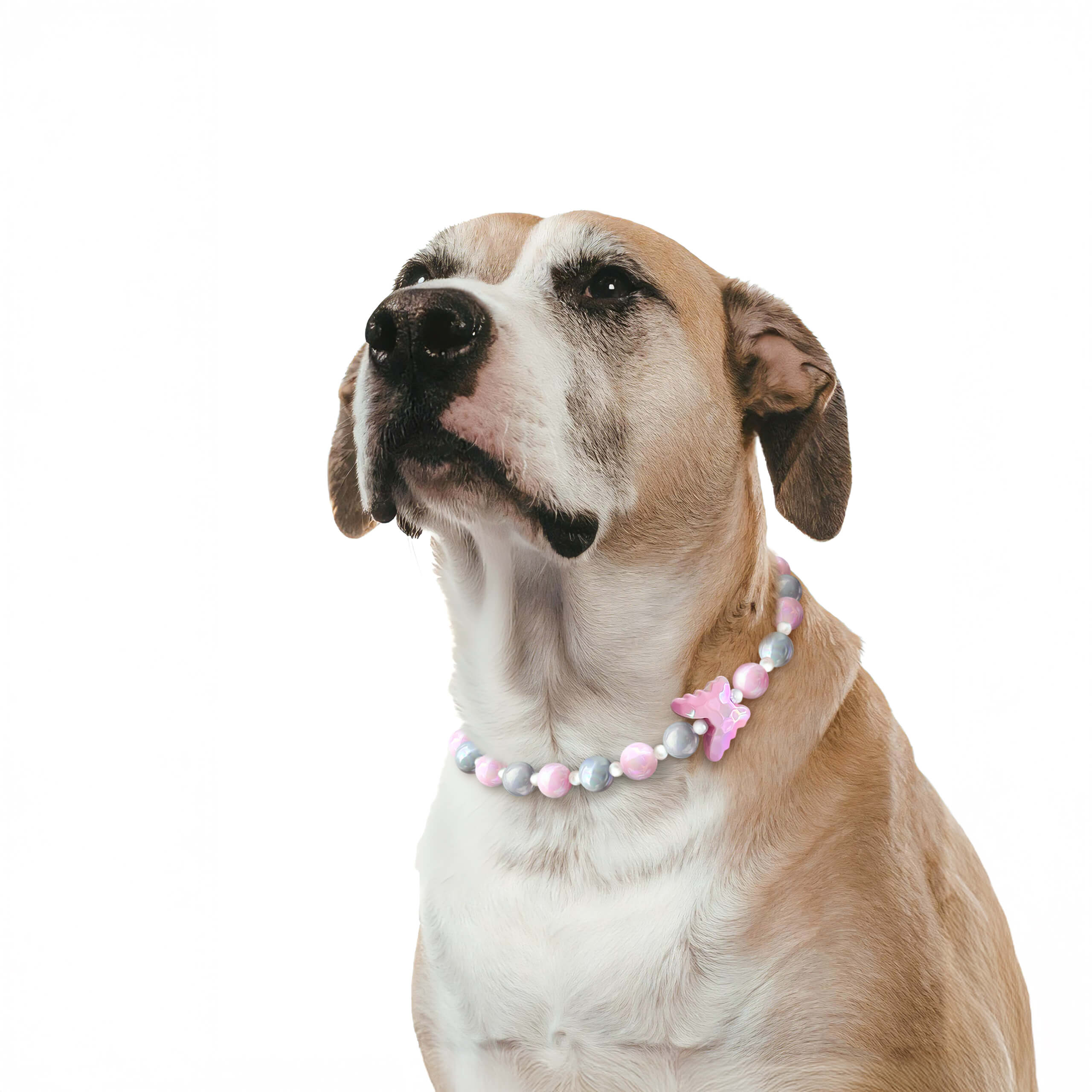 Dog wearing the JOGIA butterfly collar looking upward on a white background.