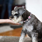 Dog wearing the JOGIA butterfly beaded collar while being gently petted indoors.