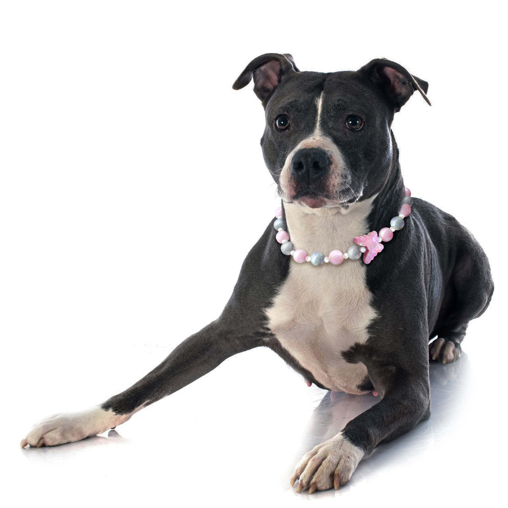 Dog wearing the JOGIA butterfly collar sitting in a minimal studio portrait.