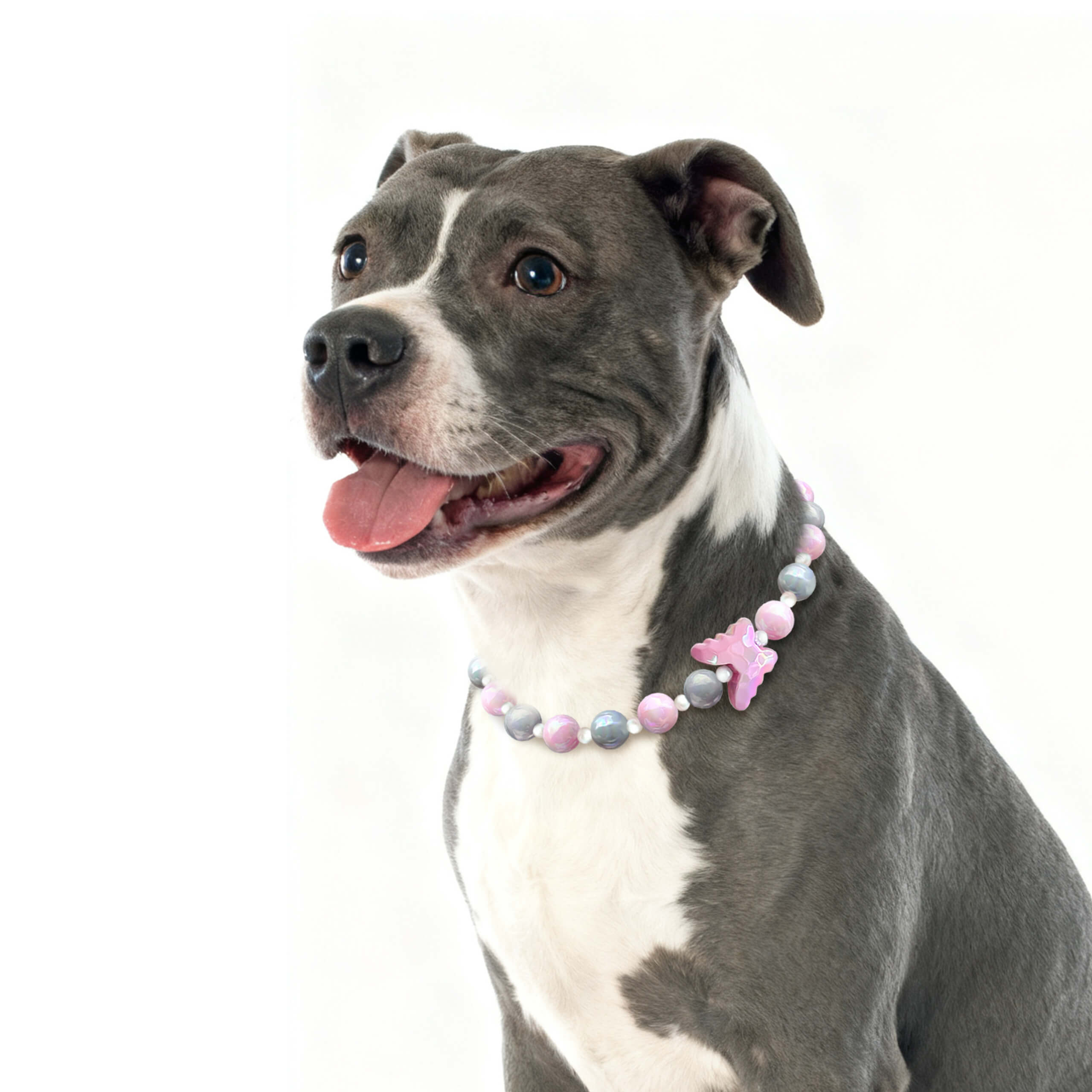 Dog smiling in studio lighting while wearing the JOGIA butterfly beaded collar.