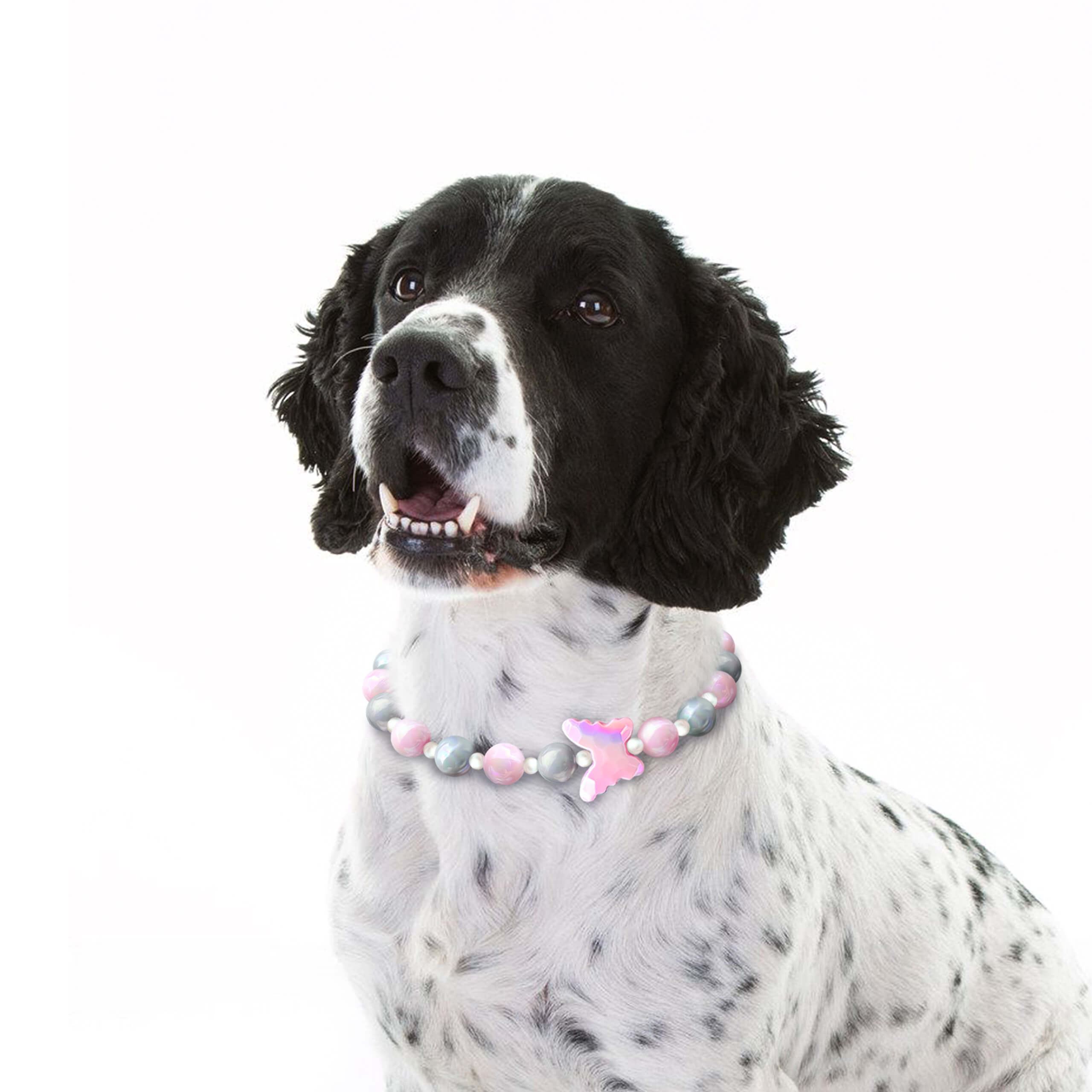 Dog wearing the JOGIA butterfly collar looking upward on a white background.