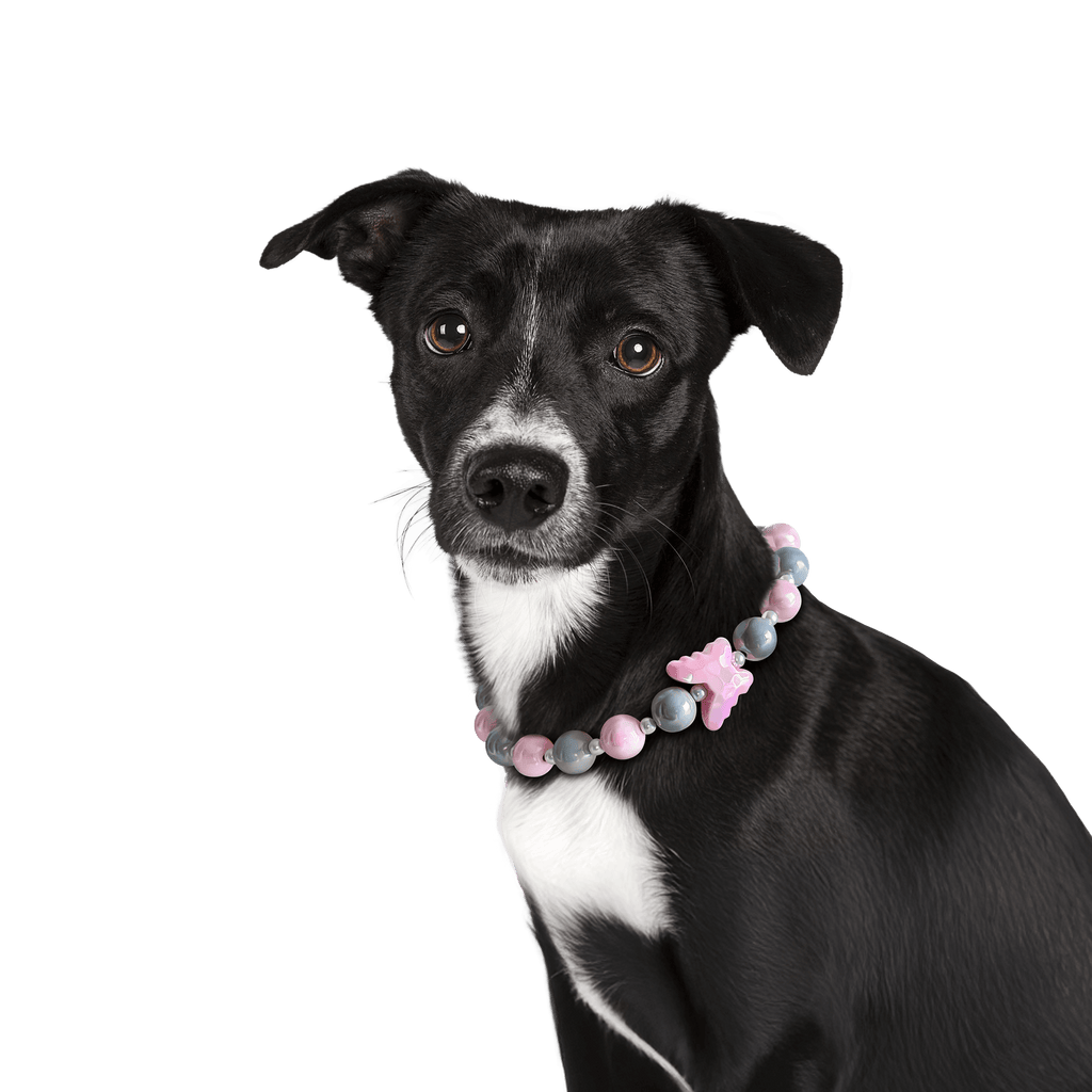 Dog wearing the JOGIA butterfly beaded collar in a clean studio portrait.