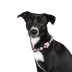 Dog wearing the JOGIA butterfly beaded collar in a clean studio portrait.