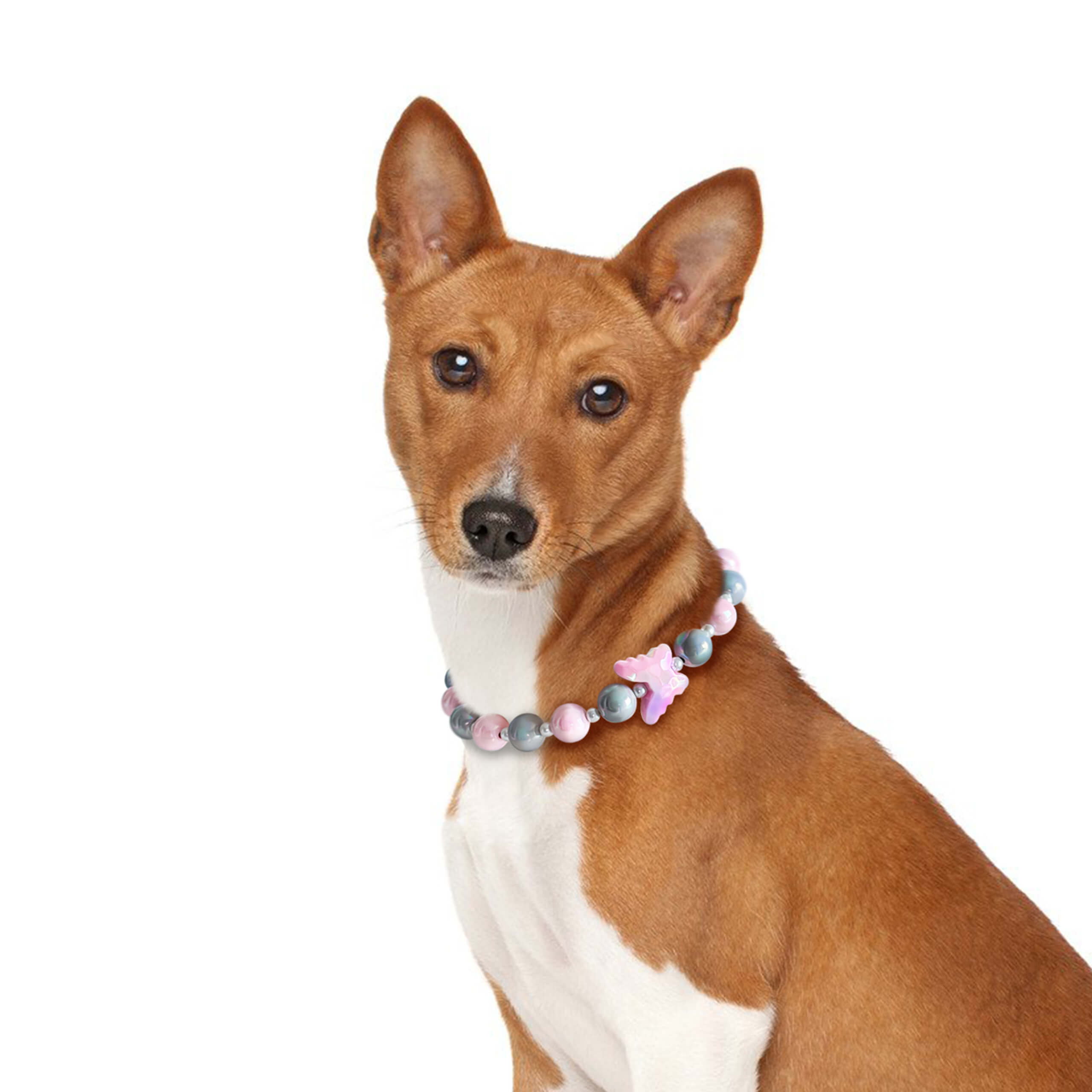 Dog model wearing the JOGIA butterfly beaded collar in a clean close-up portrait.