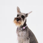 Dog wearing the JOGIA butterfly beaded collar with soft lighting on a white background.