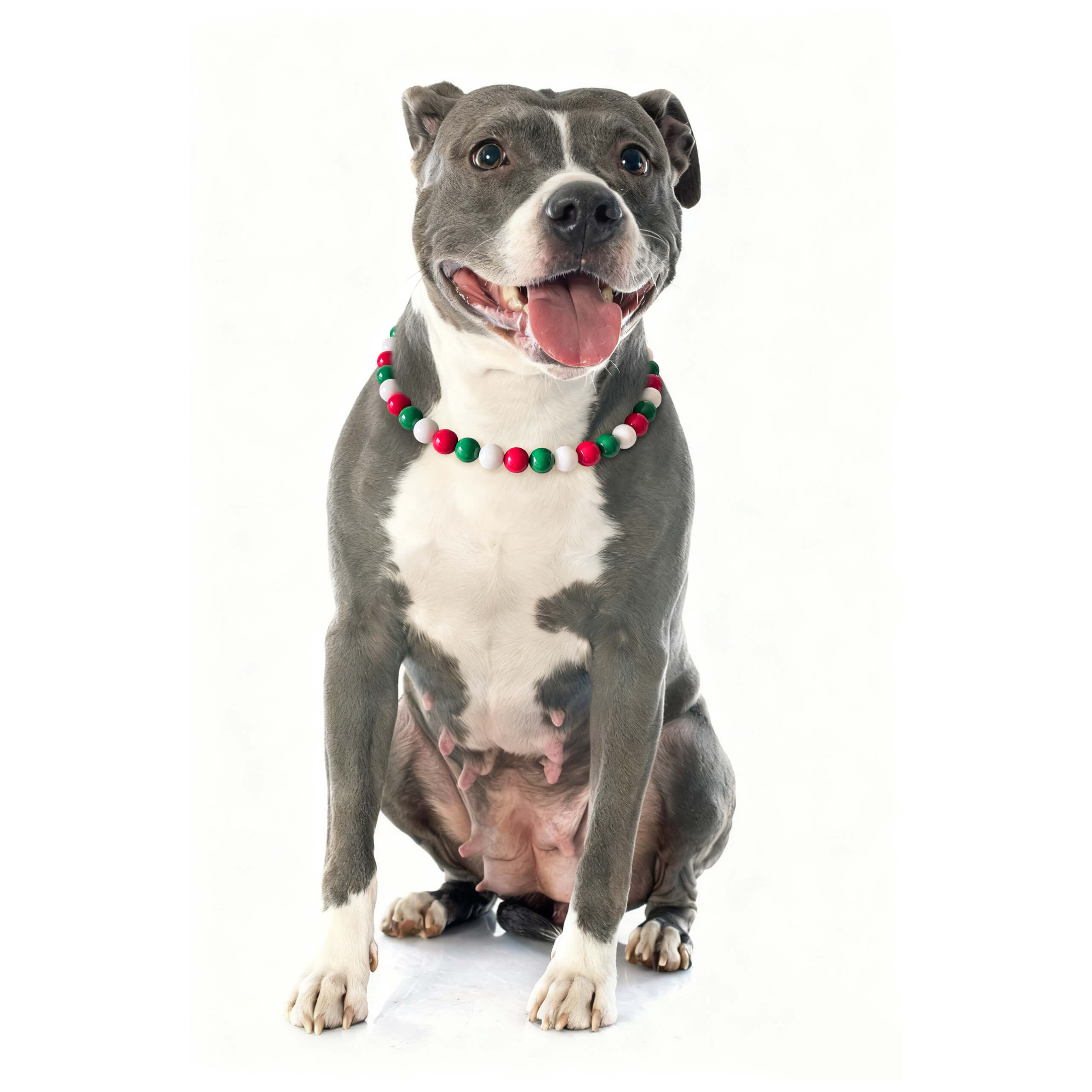 Pit-type dog wearing JOGIA Christmas beaded collar, photographed in studio lighting.