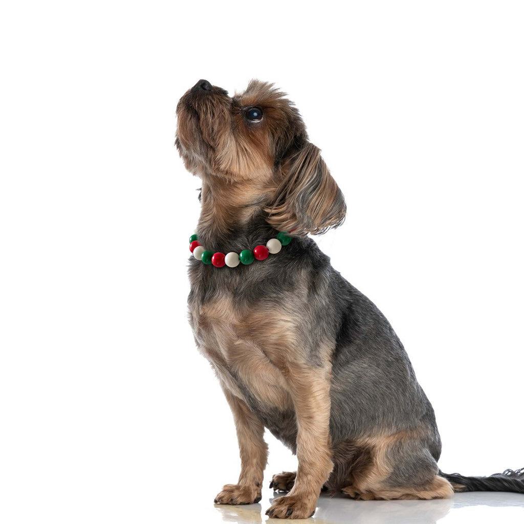 Small terrier wearing the JOGIA Christmas beaded dog collar in red, green, and cream.