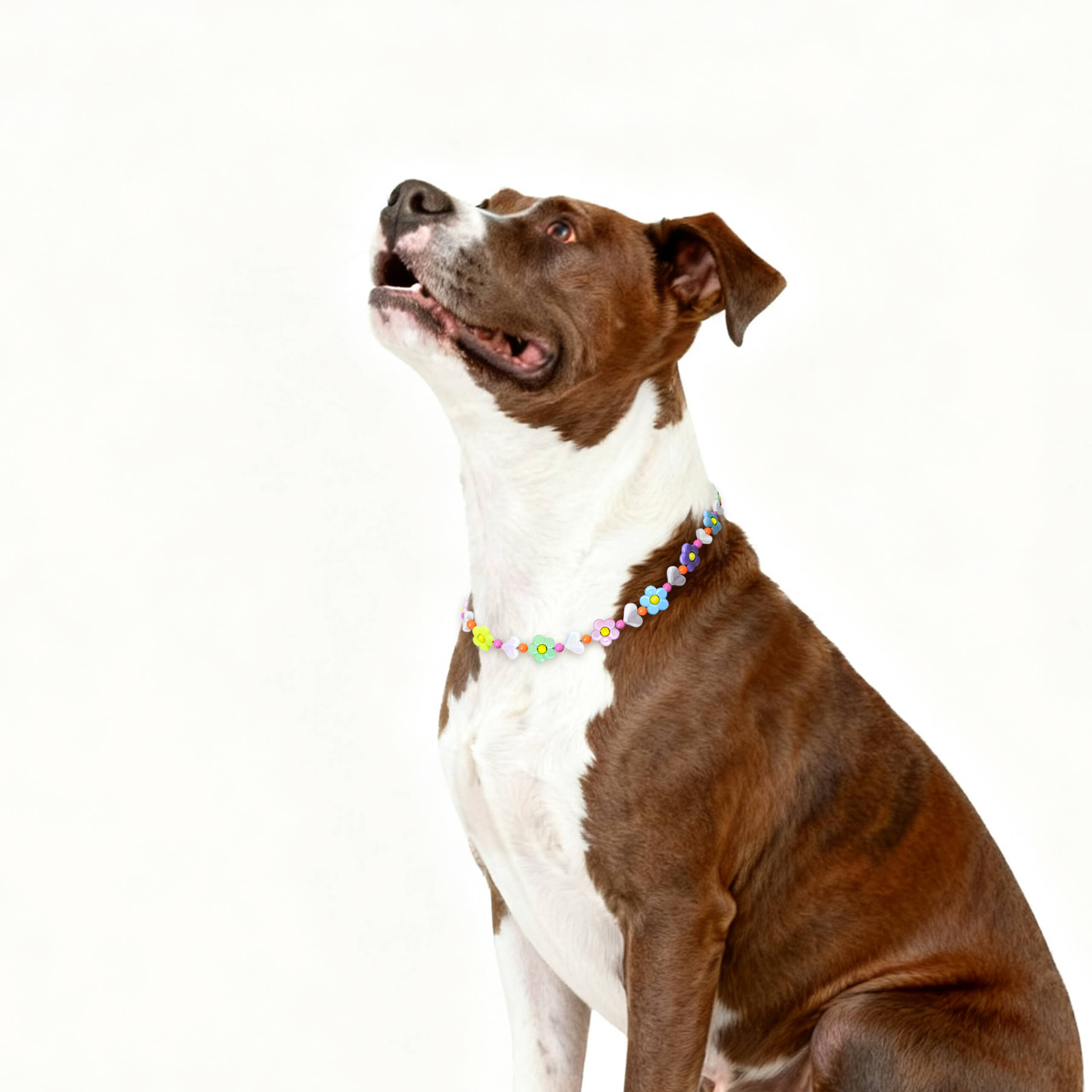 Dog looking upward while wearing the JOGIA floral pastel beaded collar on a white background.