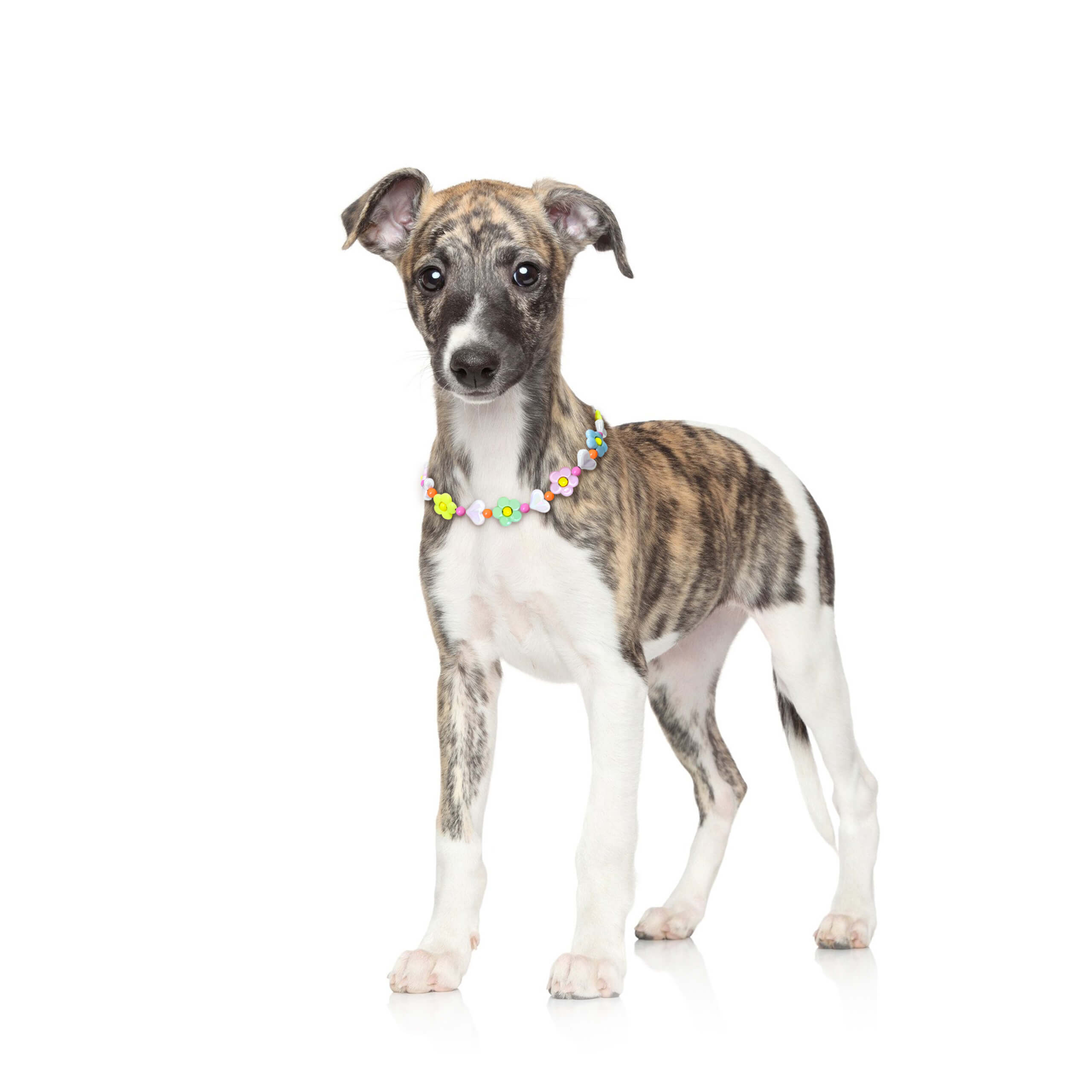 Slim dog model wearing the JOGIA floral beaded collar on a minimal studio set.