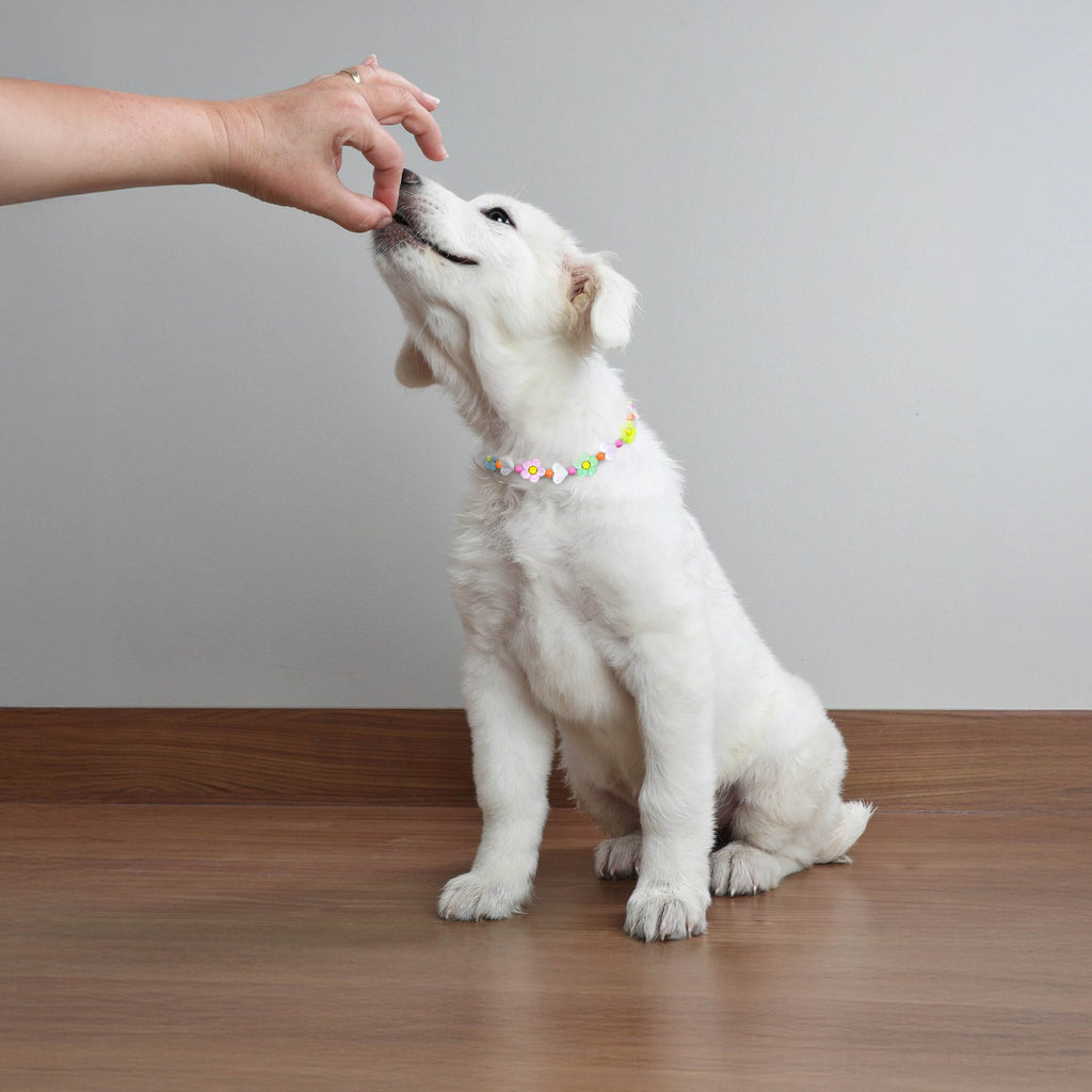 Dog reaching up while wearing the JOGIA floral beaded dog collar.