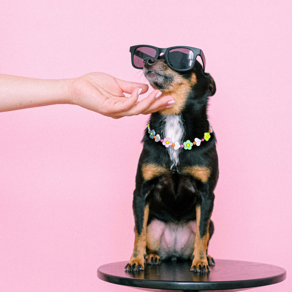 Dog wearing the JOGIA floral beaded collar sitting on a pink background.