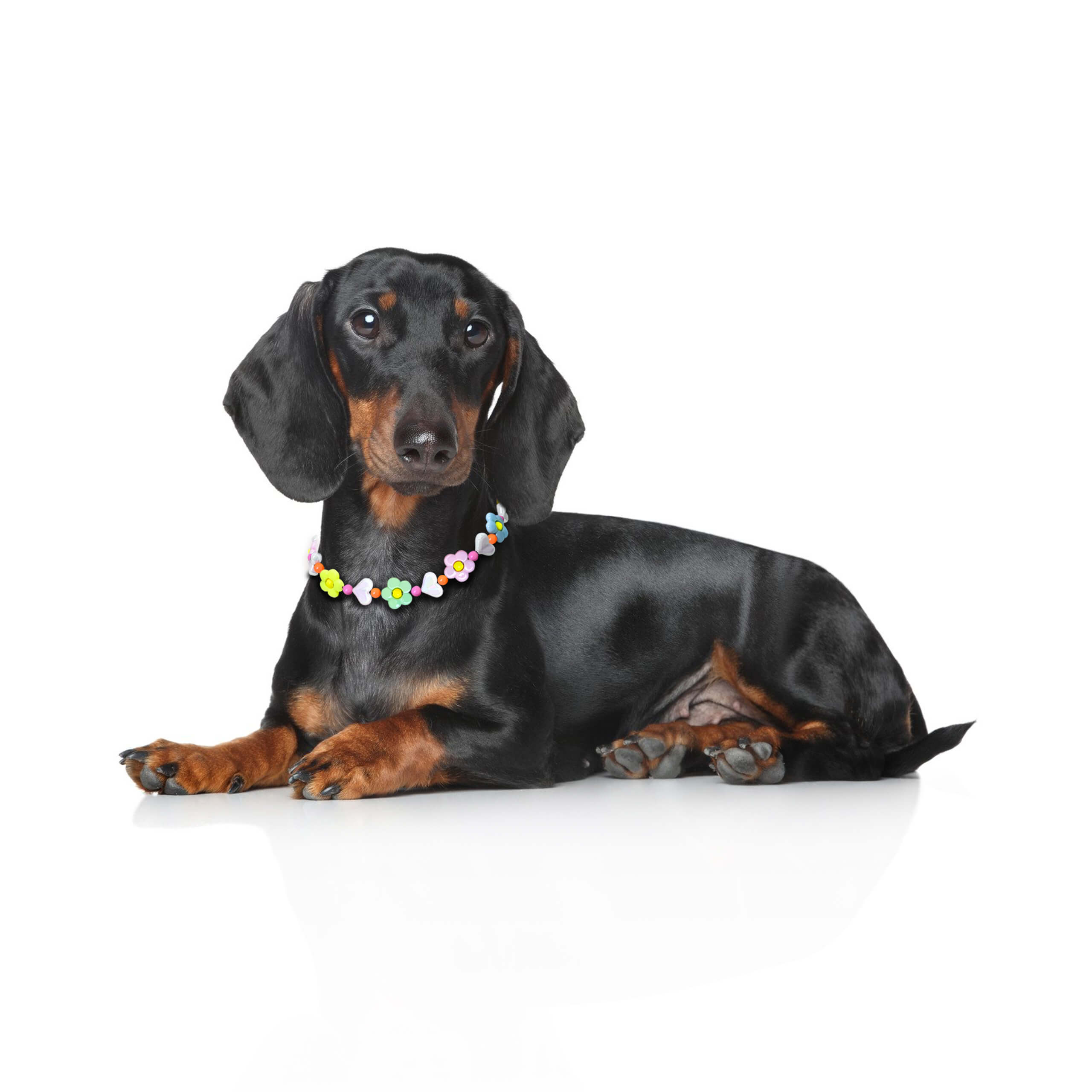 Dog lying down while wearing the JOGIA floral beaded collar with pastel flowers.