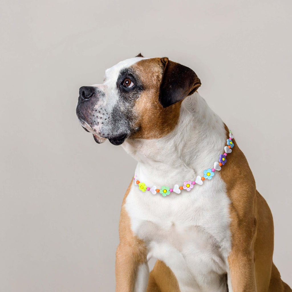 Dog sitting indoors wearing the JOGIA floral beaded collar in soft natural light.