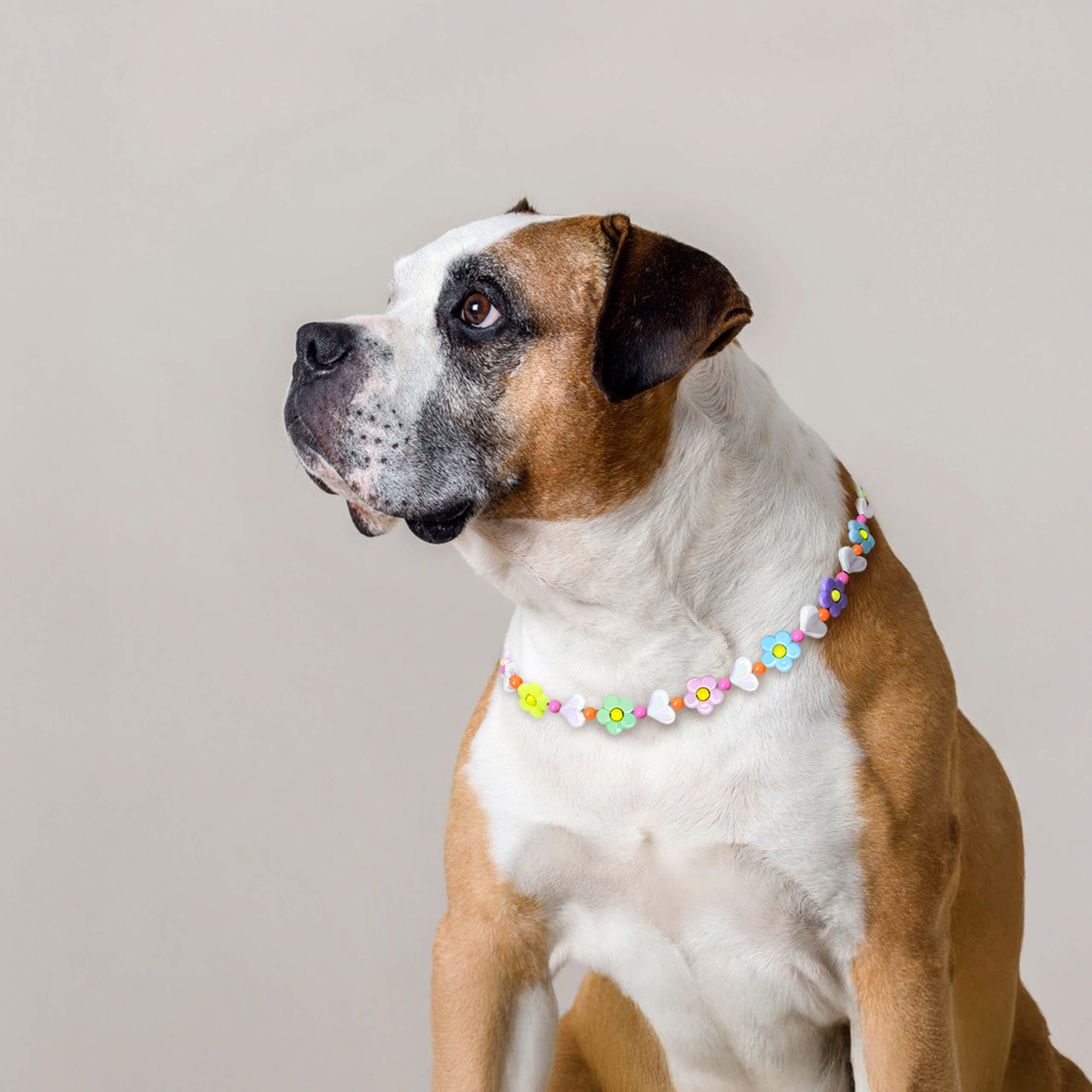 Dog sitting indoors wearing the JOGIA floral beaded collar in soft natural light.