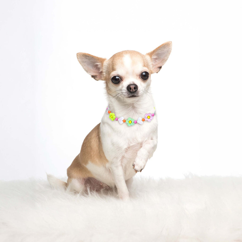 Small dog wearing the JOGIA floral beaded collar on a white fluffy backdrop.