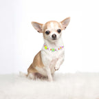 Small dog wearing the JOGIA floral beaded collar on a white fluffy backdrop.