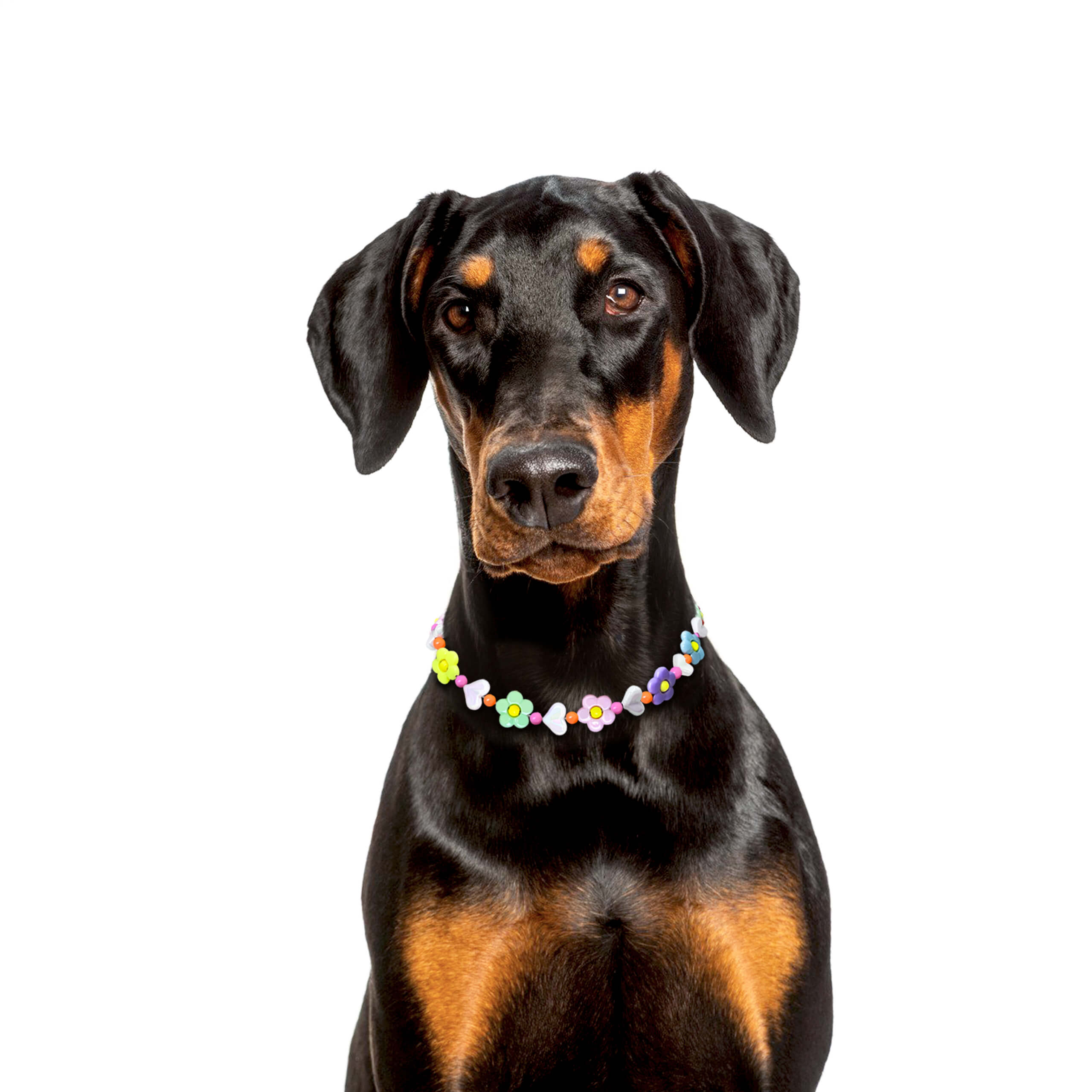 Dog wearing the JOGIA floral beaded collar sitting for a portrait with a calm expression.