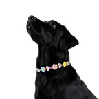 Dog wearing the JOGIA floral beaded collar in a clean studio portrait.