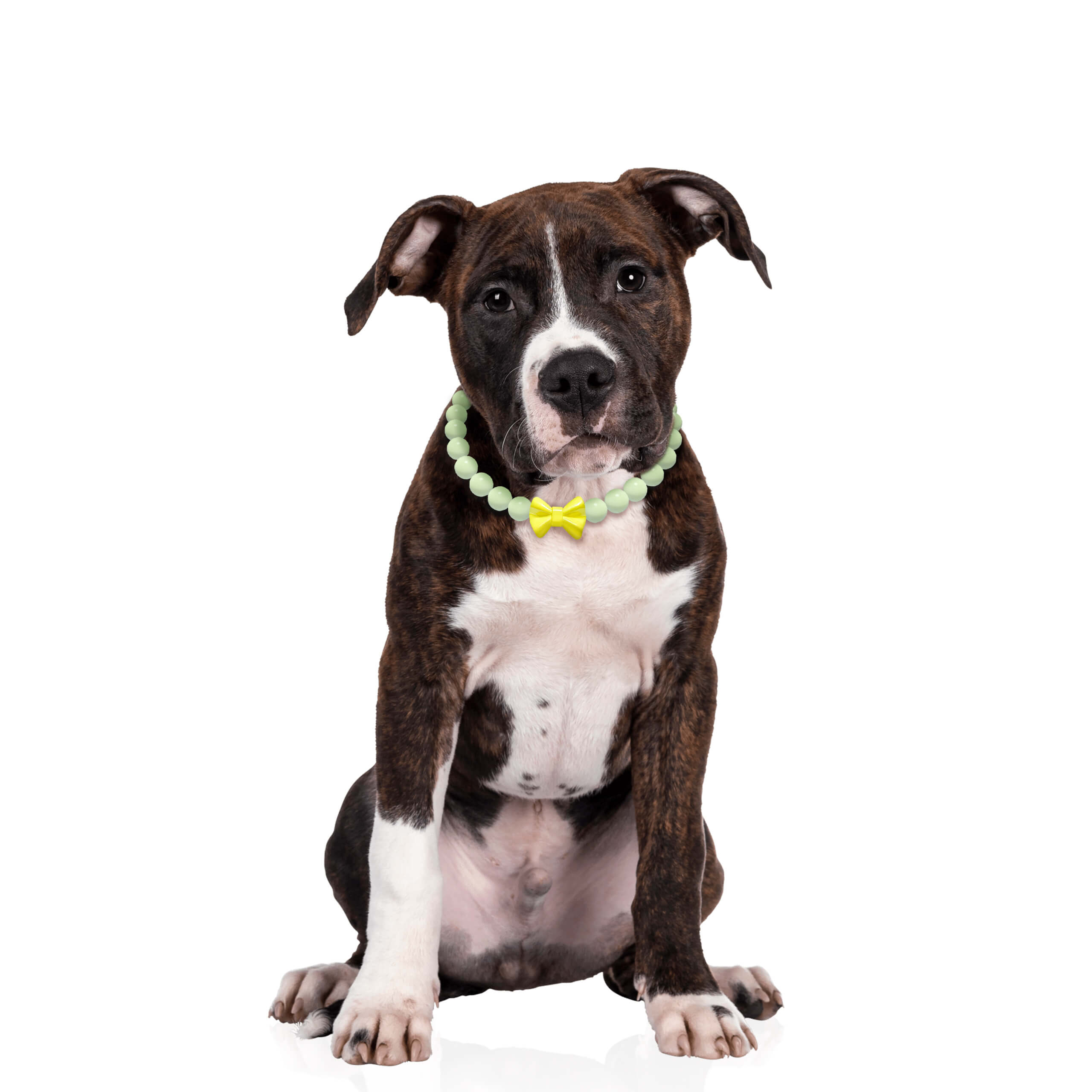 Dog sitting upright while wearing the JOGIA glow beaded collar on a white background.