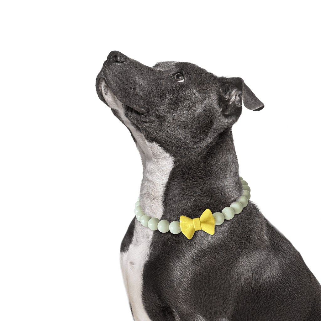 Dog wearing the JOGIA glow beaded collar in a studio portrait.