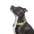 Dog wearing the JOGIA glow beaded collar in a studio portrait.