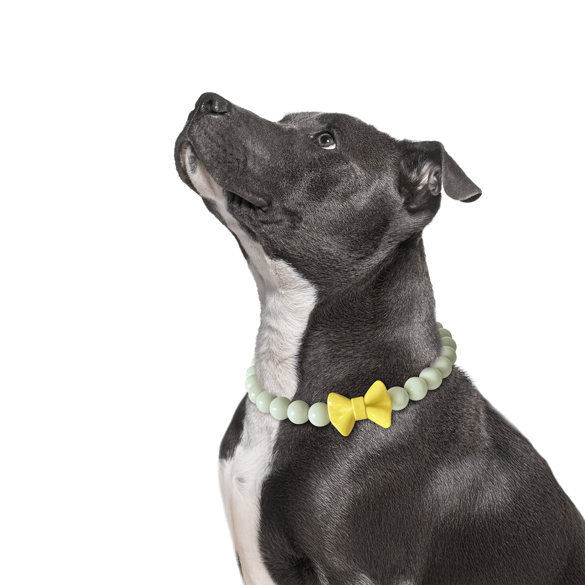 Dog wearing the JOGIA glow beaded collar in a studio portrait.