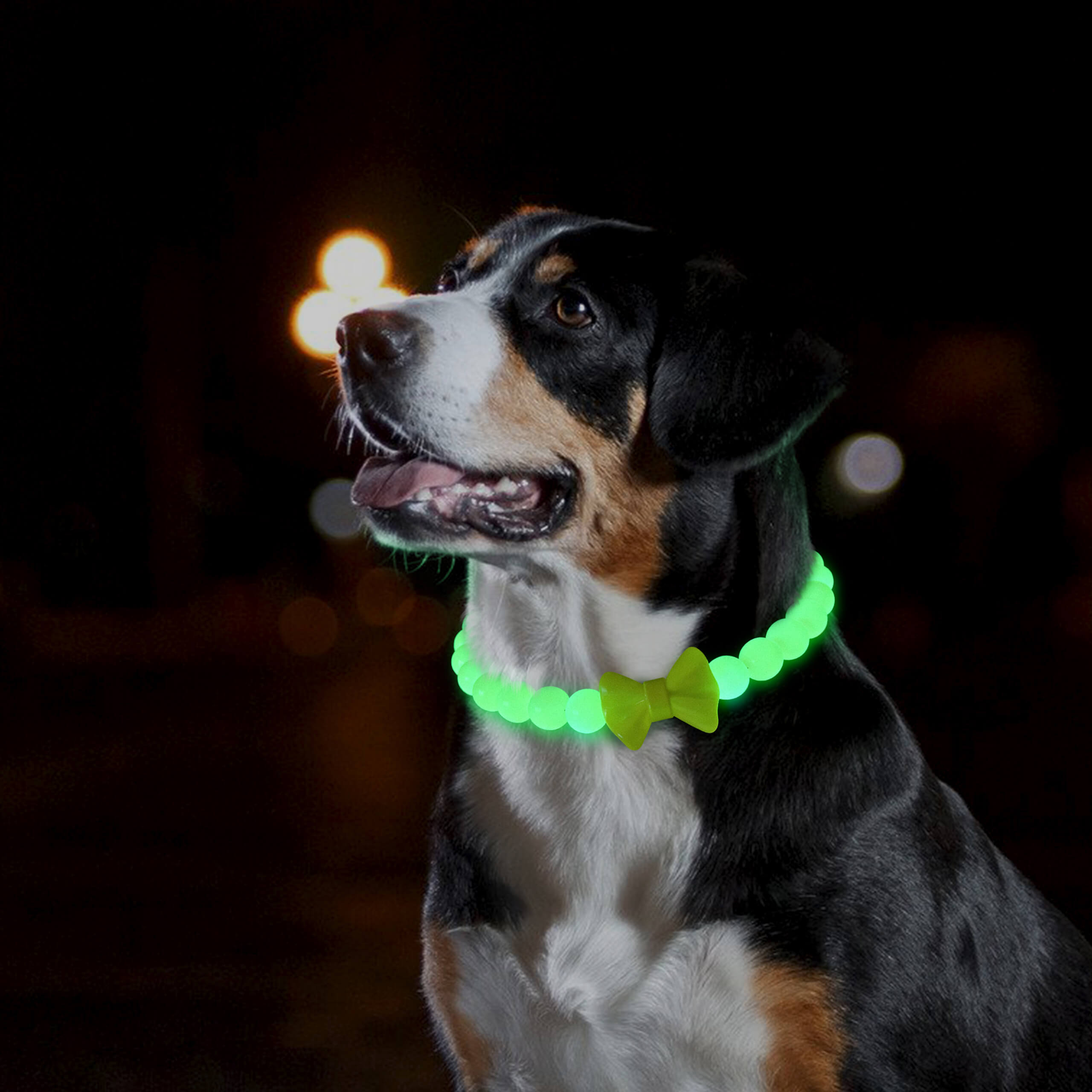 Dog glowing in low light while wearing the JOGIA glow-in-the-dark collar.