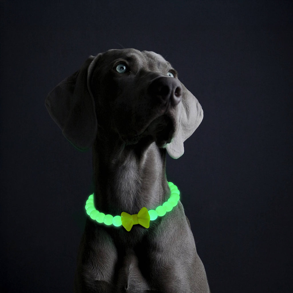 Dog in a dark studio showing the glow effect of the JOGIA beaded collar.