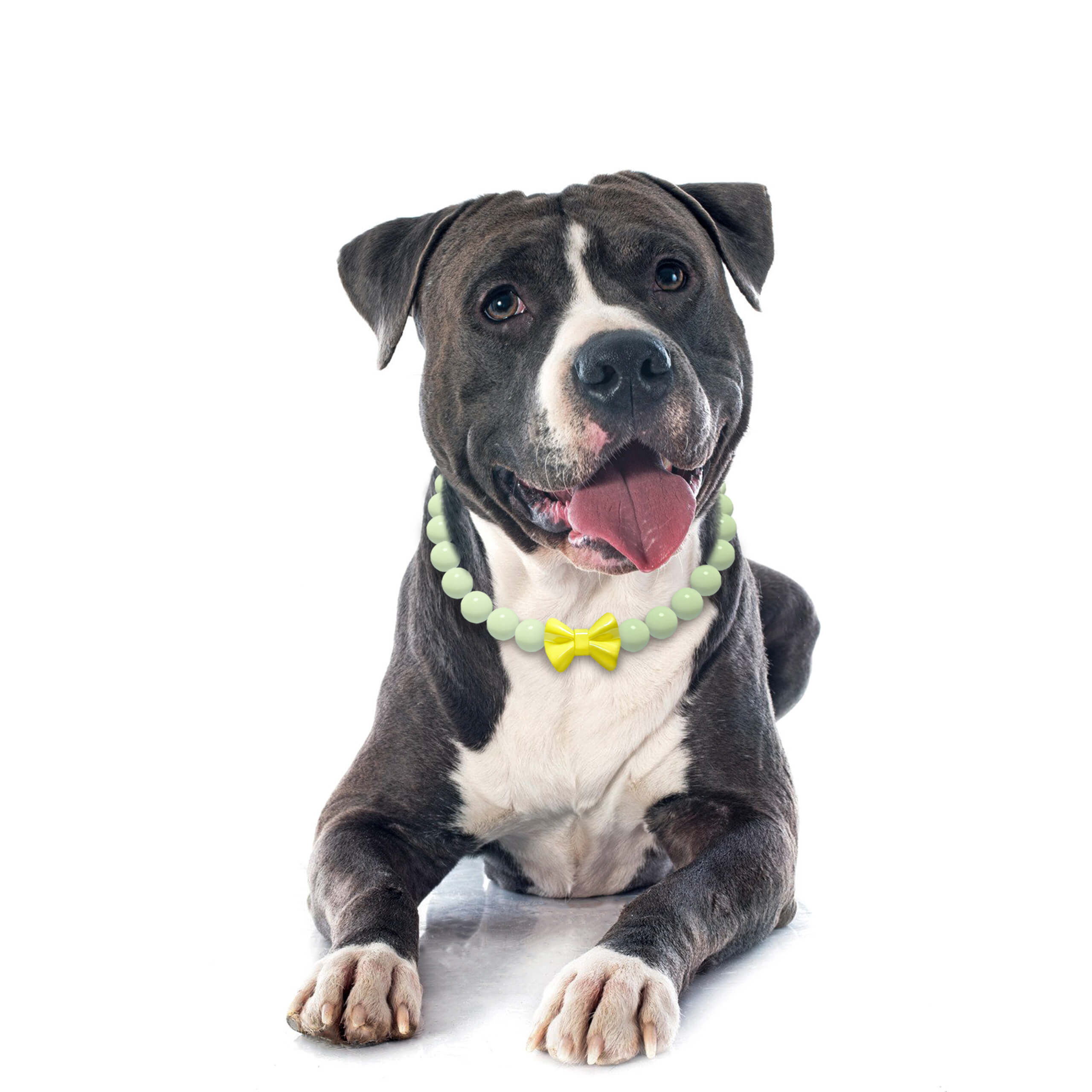 Dog smiling in studio lighting wearing the JOGIA glow-in-the-dark collar.