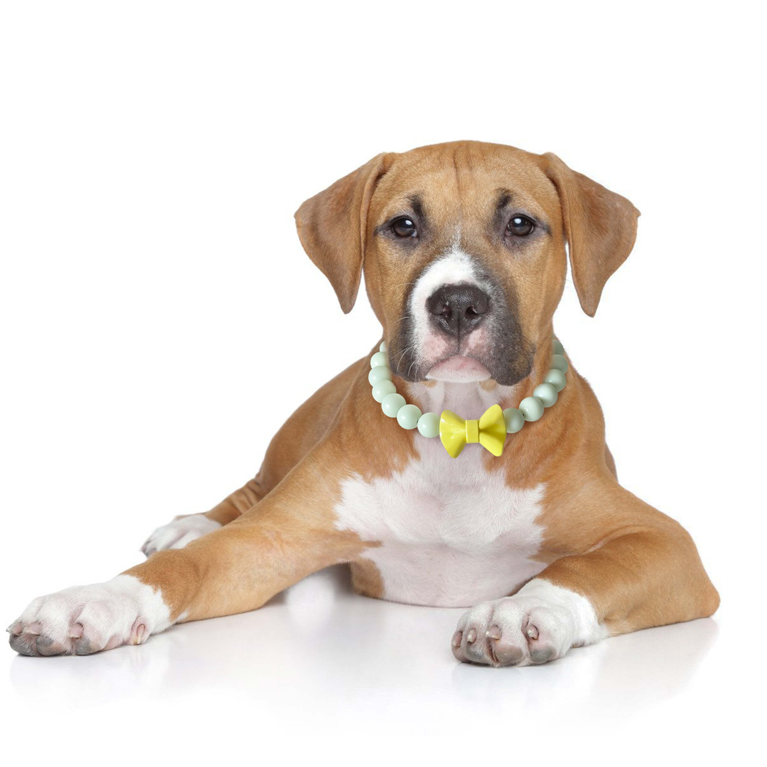 Dog laying down wearing the JOGIA glow beaded collar with yellow bow in a studio portrait.