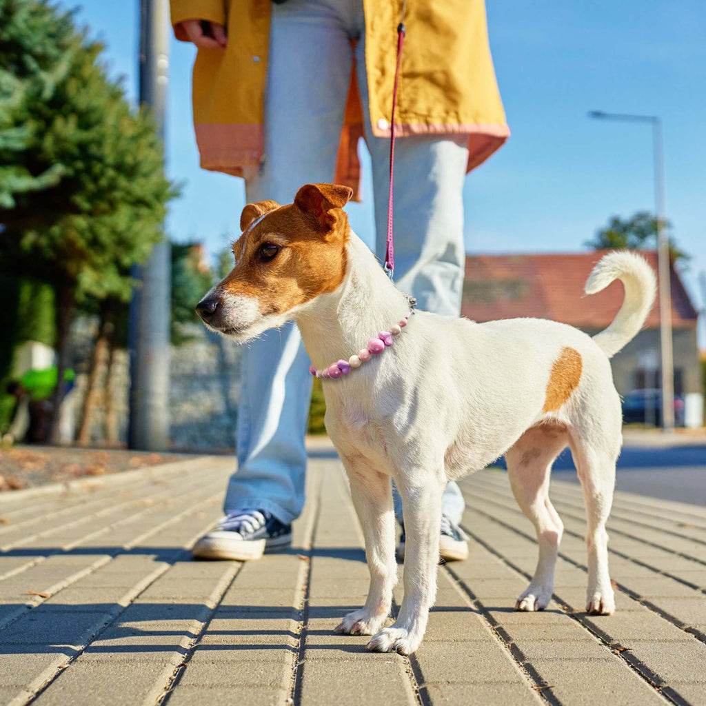 Dog wearing the JOGIA pink beaded collar while walking outdoors beside a person.