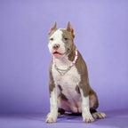 Dog sitting against a purple backdrop wearing the JOGIA pink heart beaded collar.
