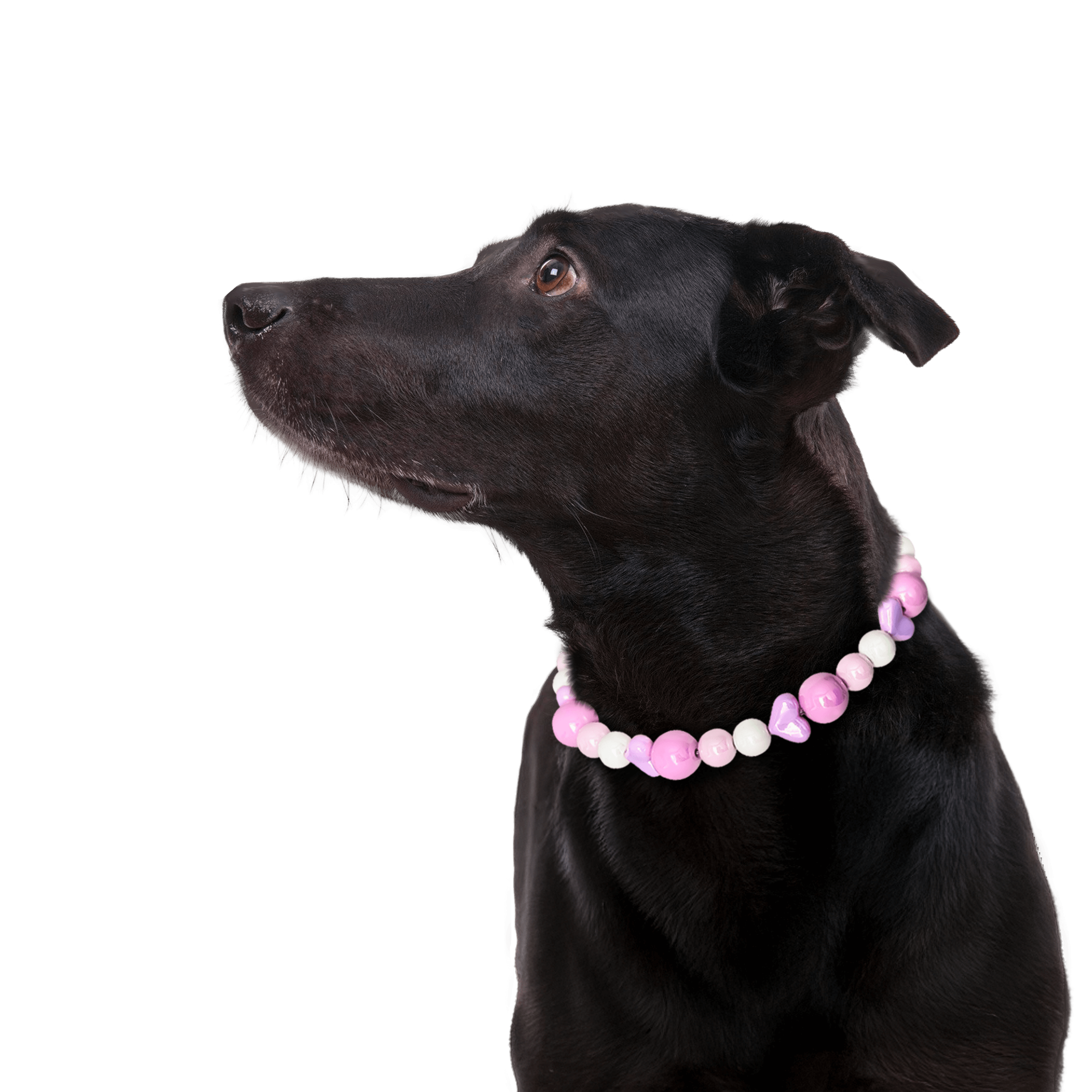 Dog wearing the JOGIA pink beaded collar in a clean studio portrait.