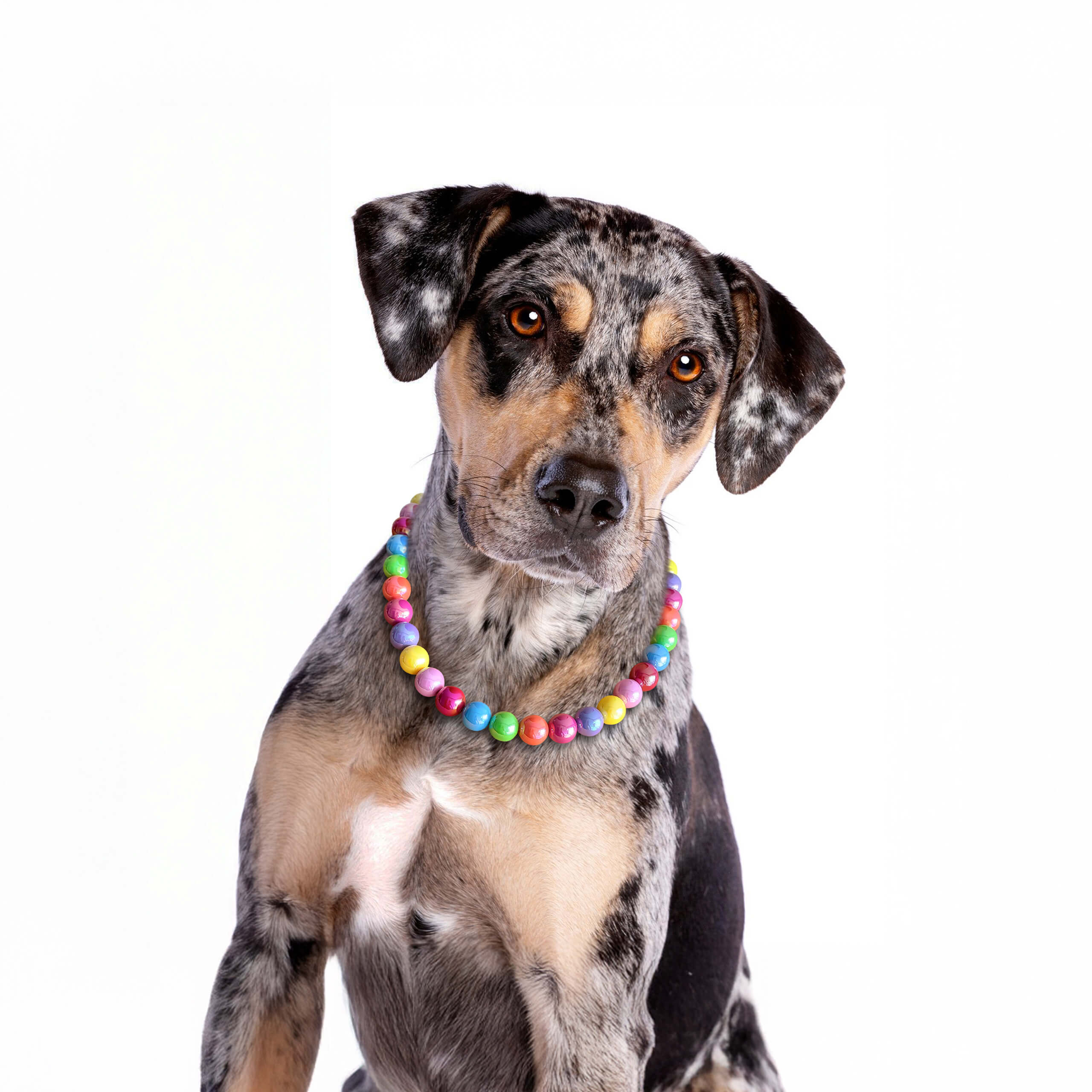 Dog model wearing the JOGIA rainbow beaded collar with glossy multicolor beads.