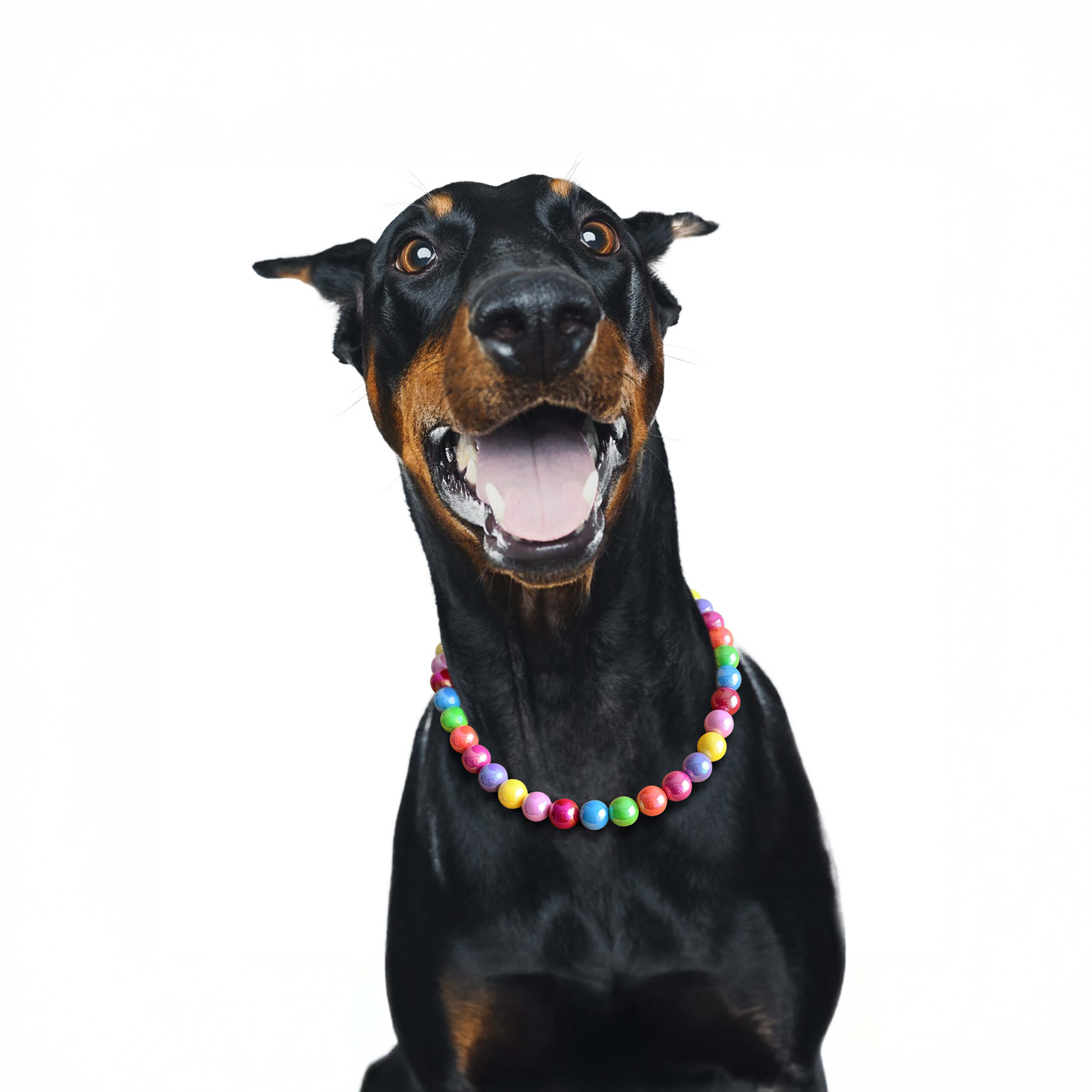 Dog smiling while wearing the JOGIA rainbow beaded collar, photographed on a white background.