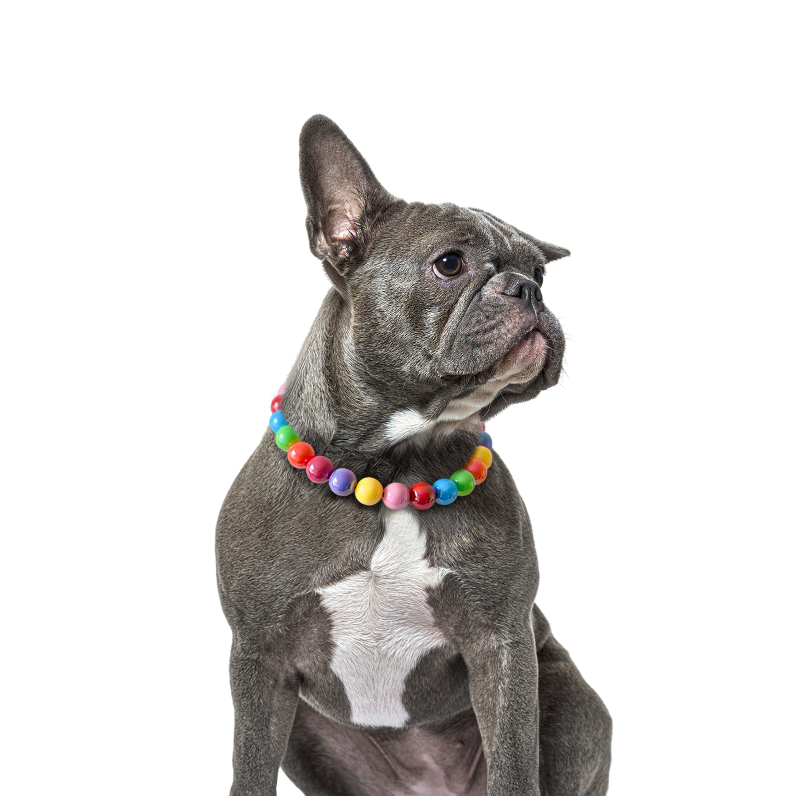 Dog model showing the JOGIA rainbow beaded collar in a bright studio setting.