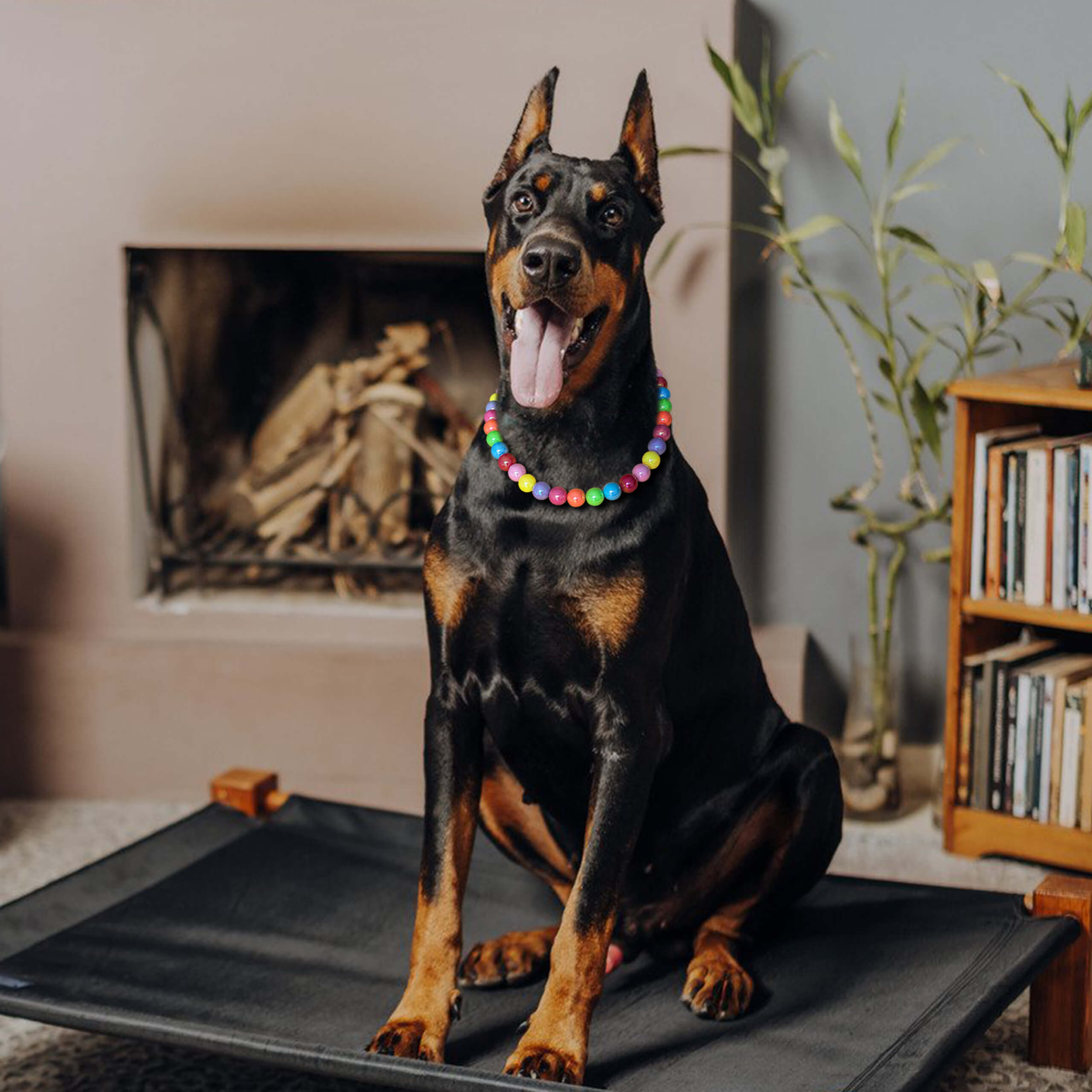 Large dog sitting indoors wearing the JOGIA rainbow beaded collar near a fireplace.
