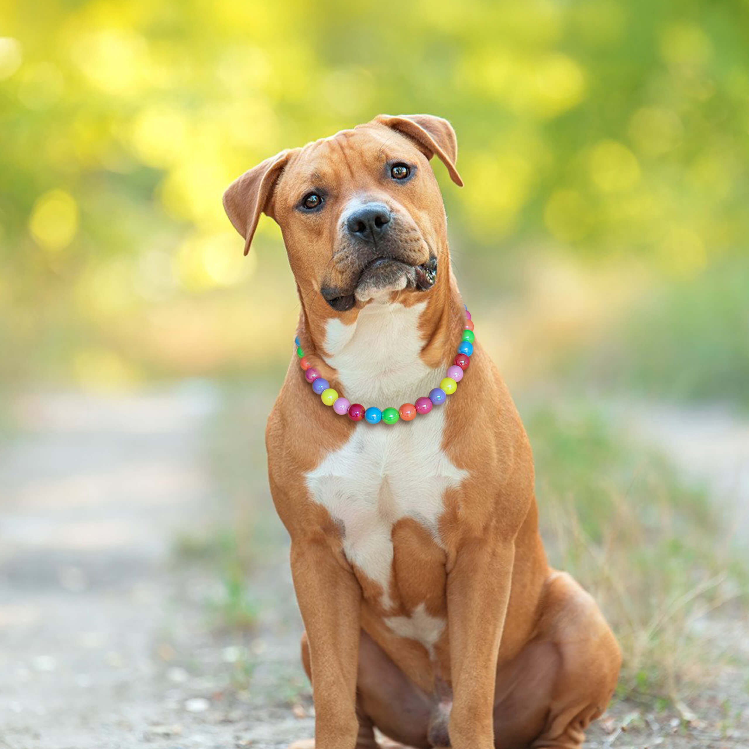 Dog wearing the JOGIA rainbow beaded collar outdoors with soft natural light.