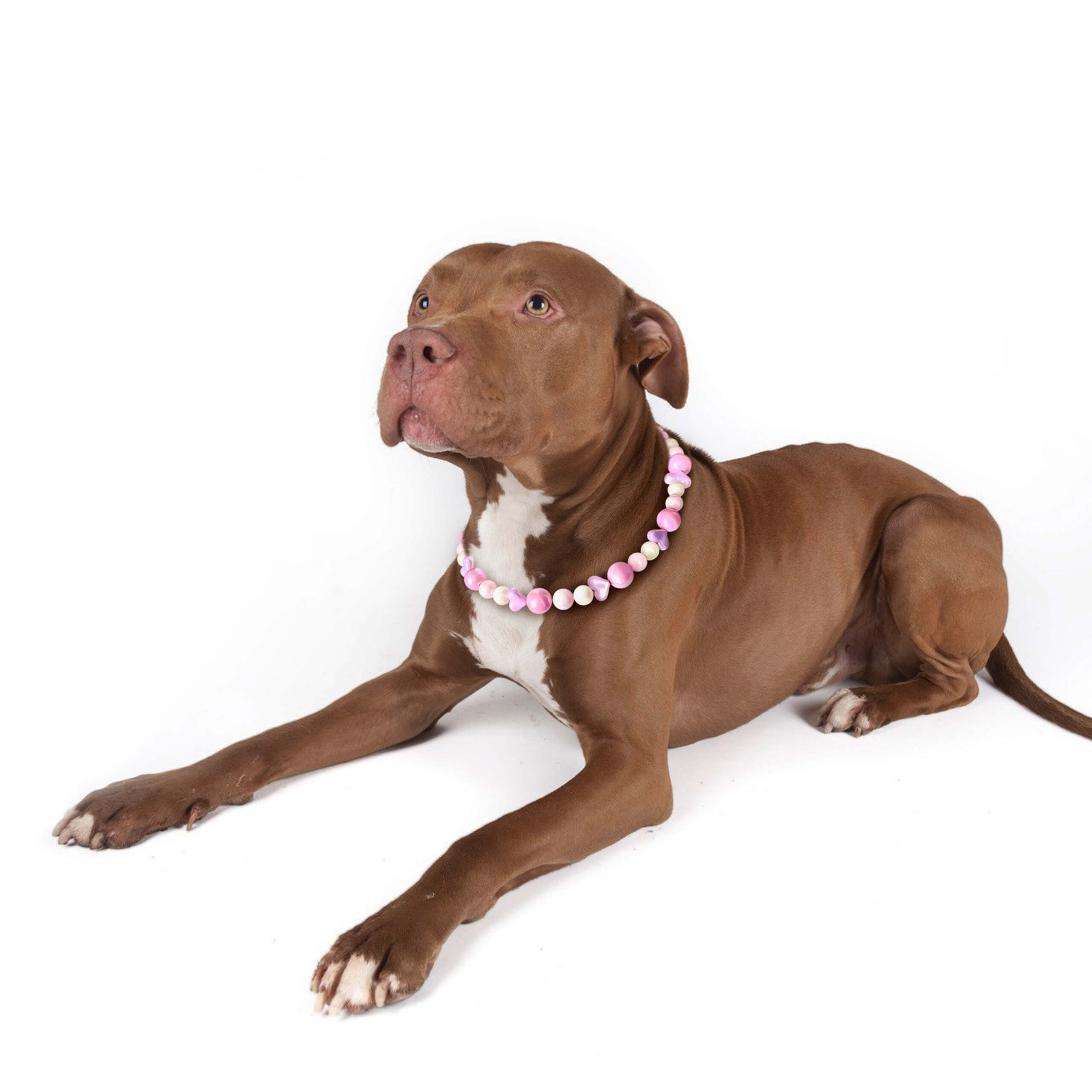 Dog lying down wearing the JOGIA pink beaded collar on a white background.