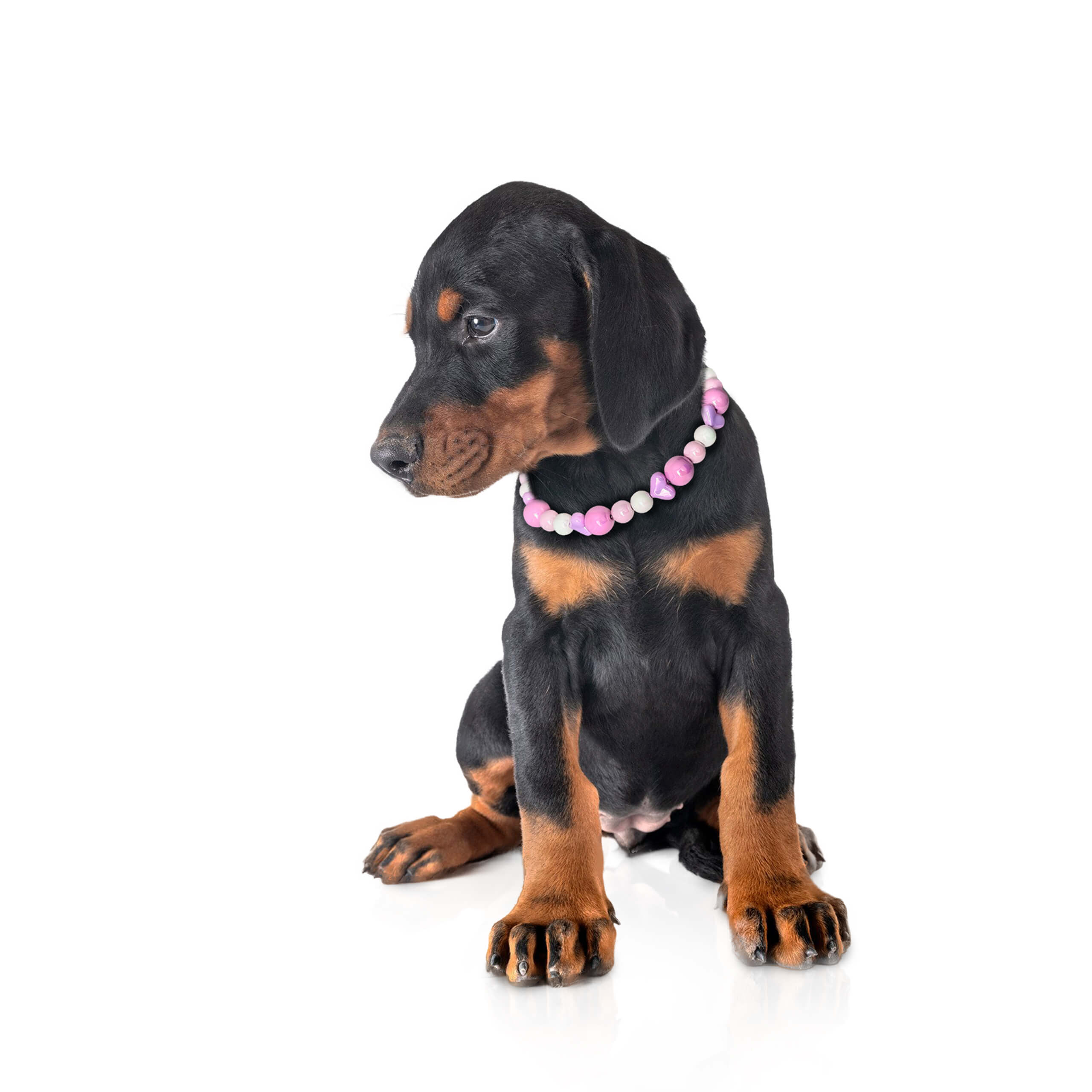 Dog posing for a portrait wearing the JOGIA pink heart beaded collar in studio lighting.