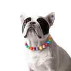 Dog wearing the JOGIA rainbow beaded collar in a clean studio portrait.