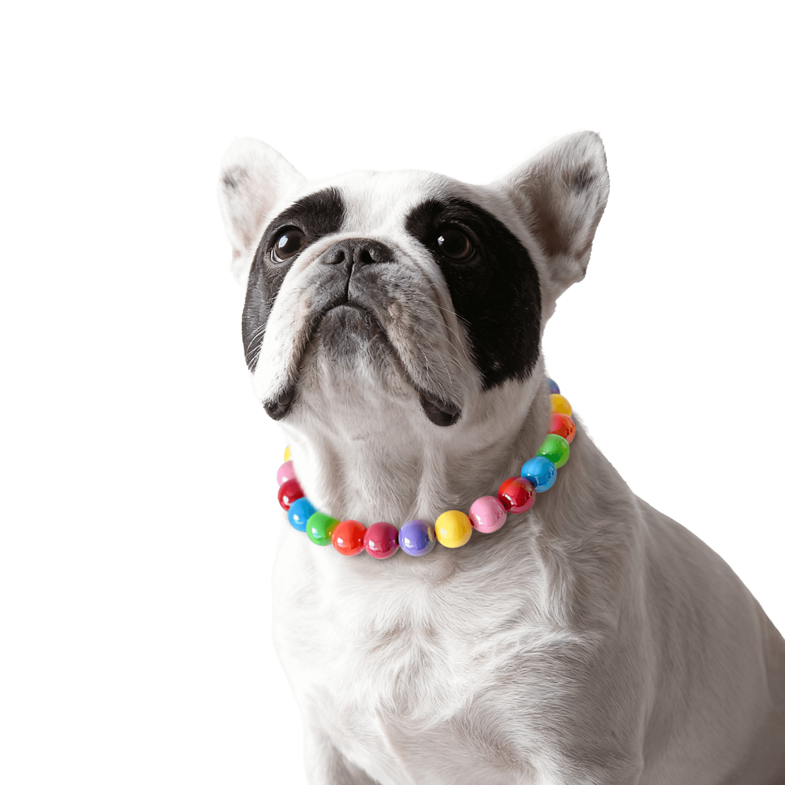 Dog wearing the JOGIA rainbow beaded collar in a clean studio portrait.