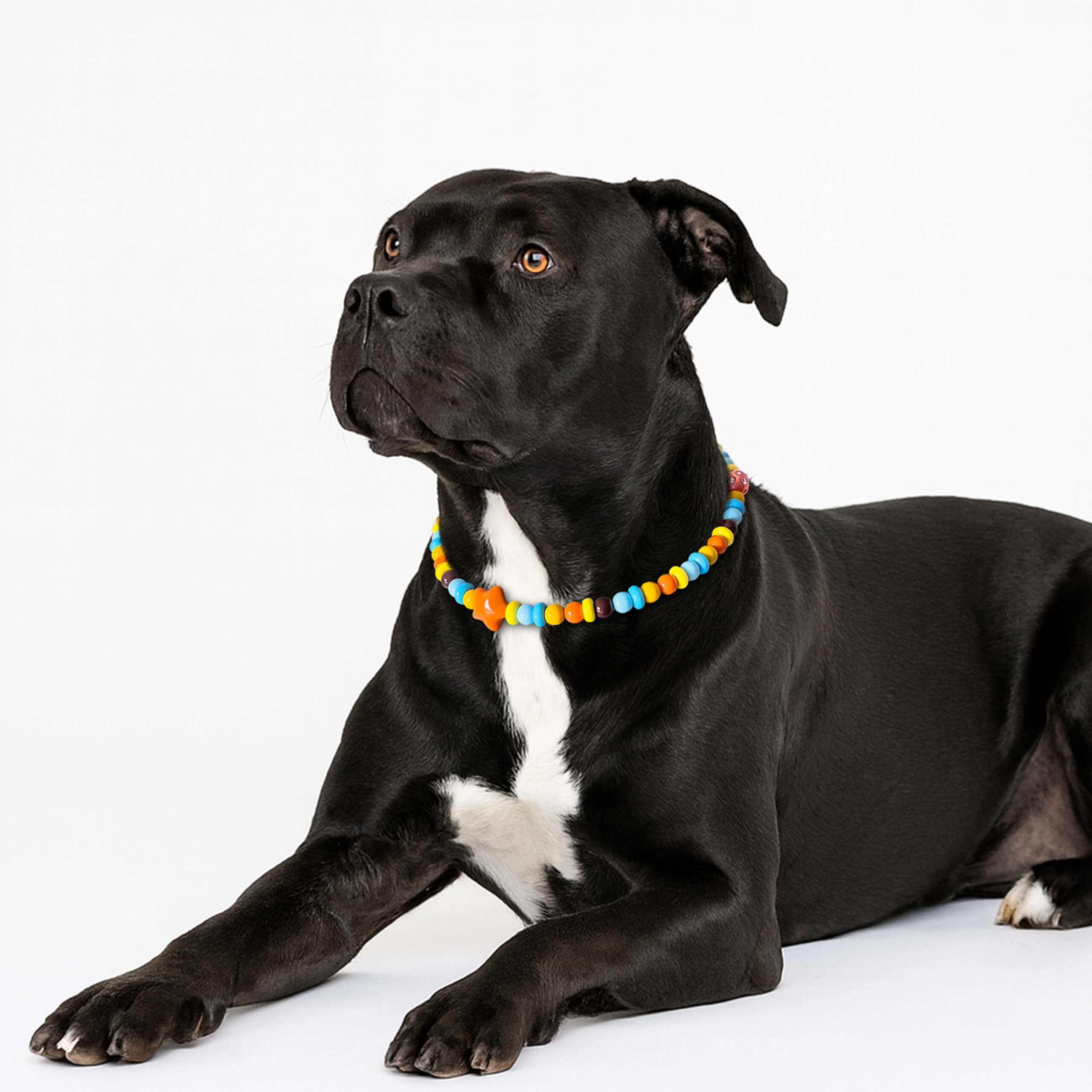 Dog model wearing the JOGIA star beaded collar in a portrait with a white background.
