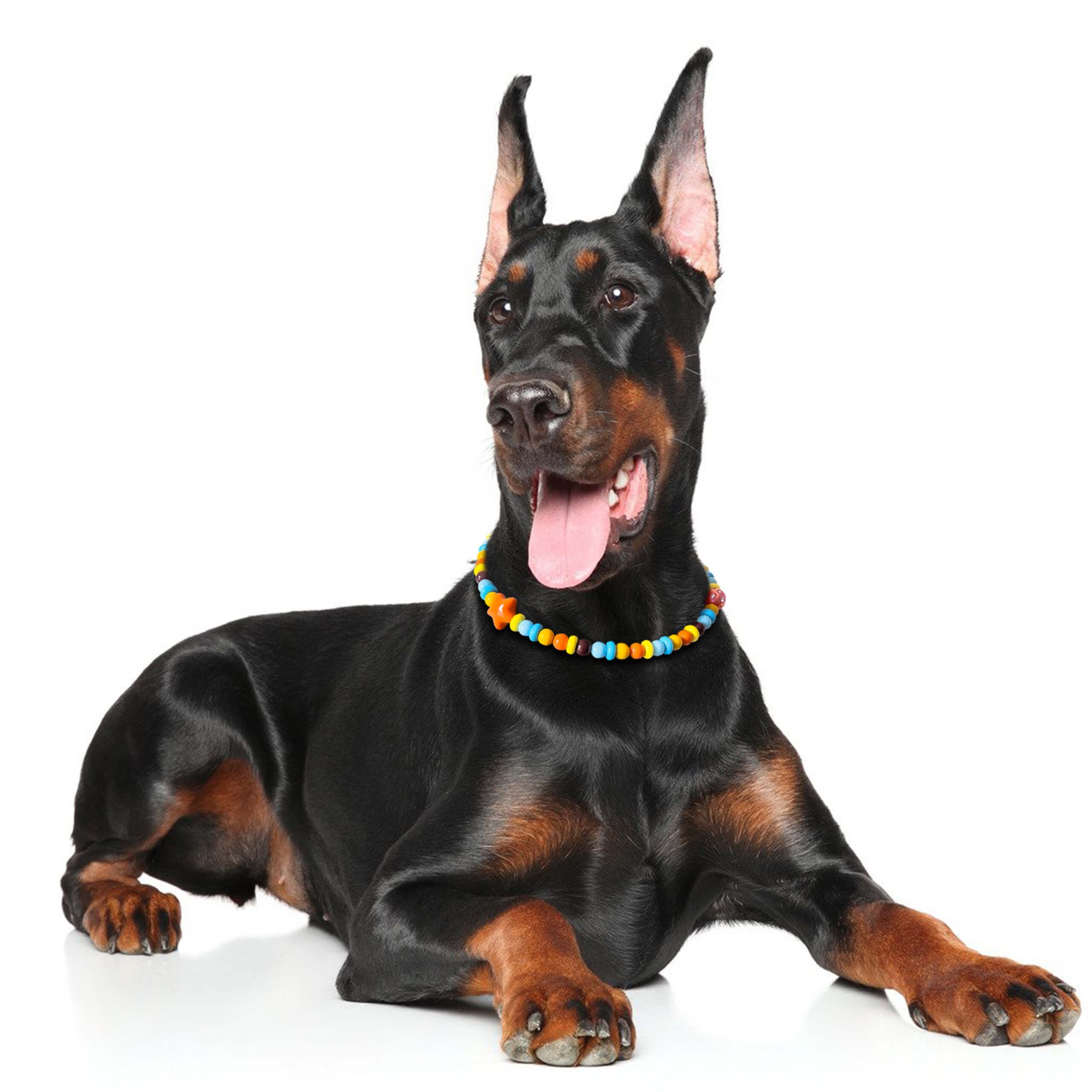 Dog lying down wearing the JOGIA star beaded collar photographed indoors.