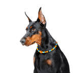 Dog wearing the JOGIA star-themed beaded collar in a studio portrait.