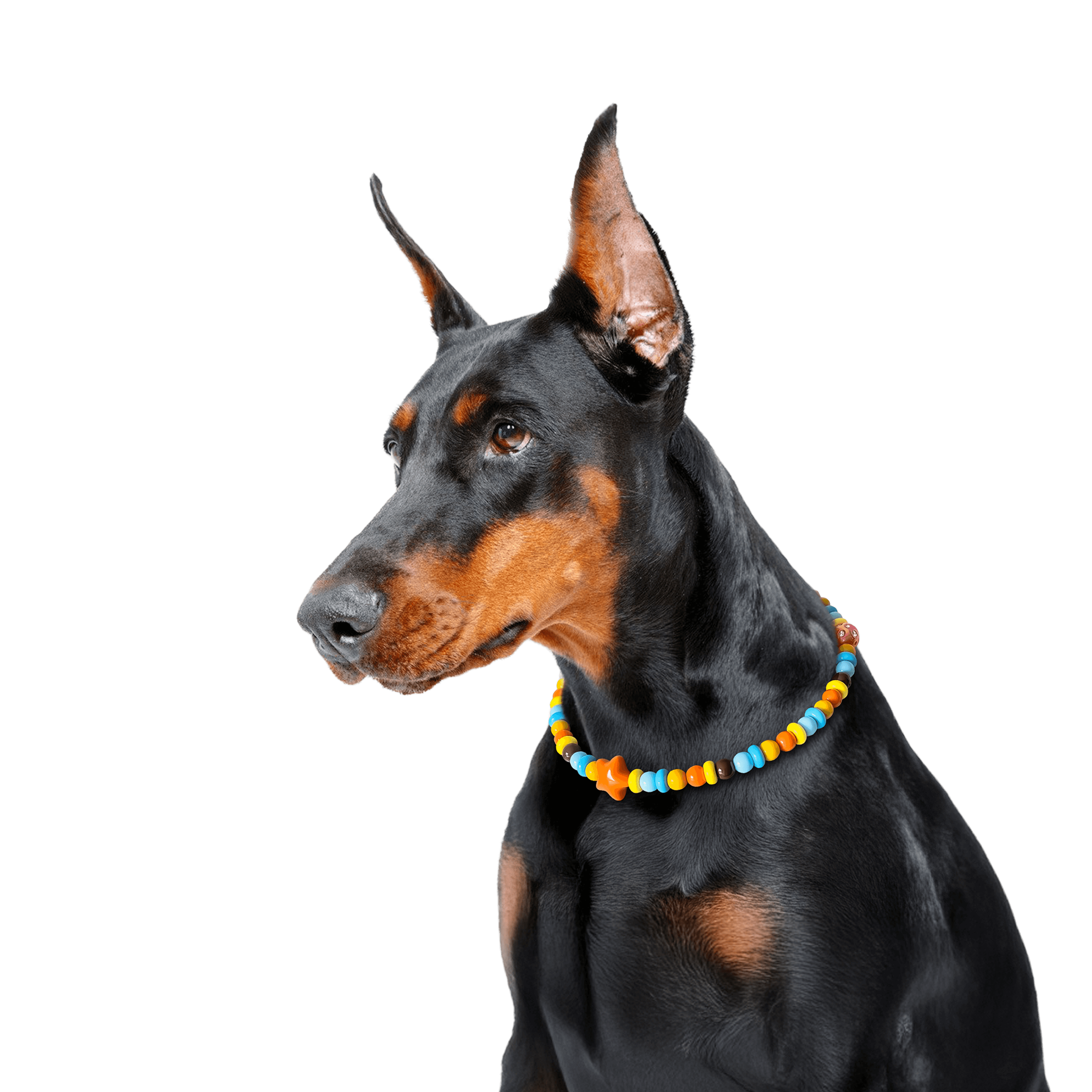 Dog wearing the JOGIA star-themed beaded collar in a studio portrait.