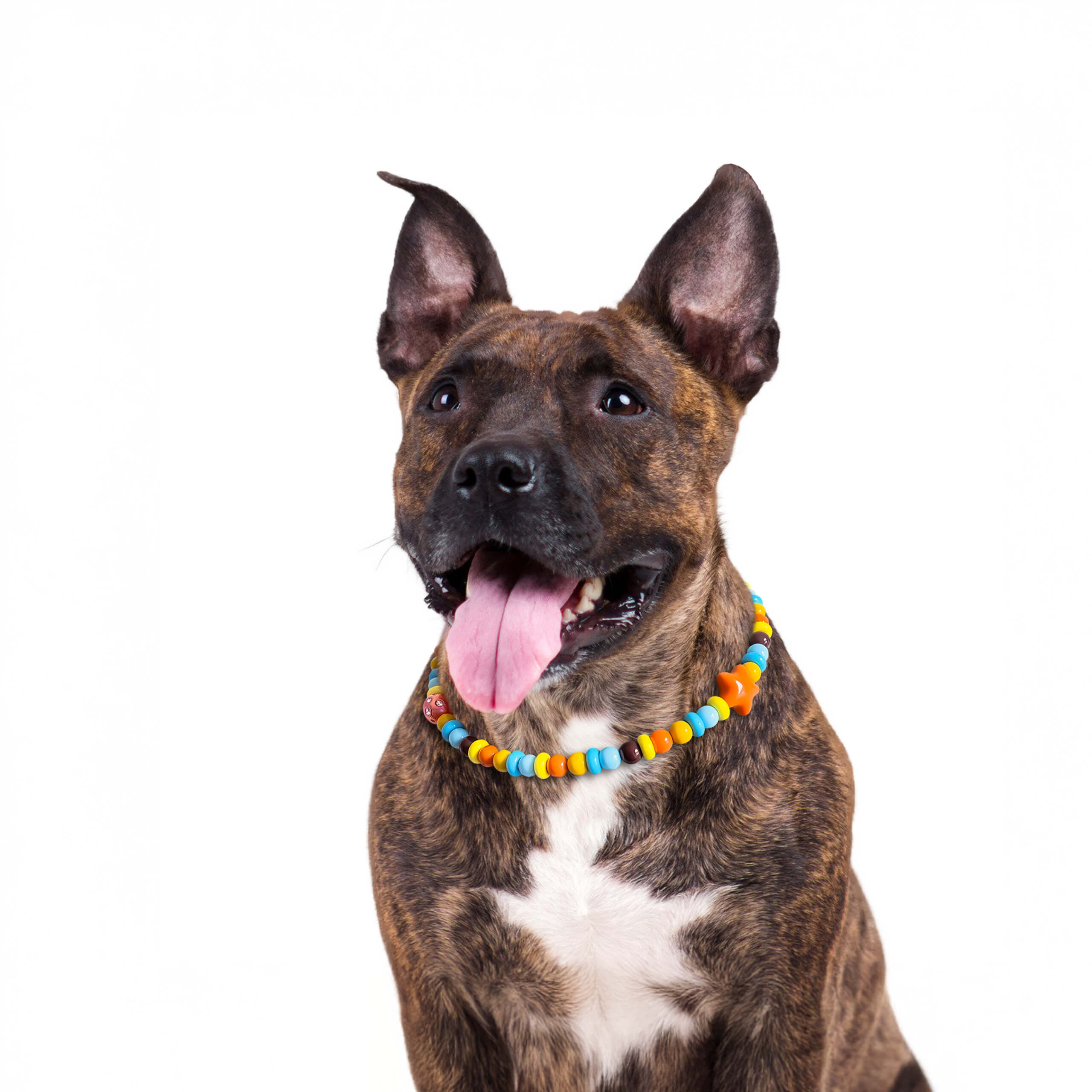 Dog wearing the JOGIA star-themed beaded collar in a bright studio portrait.