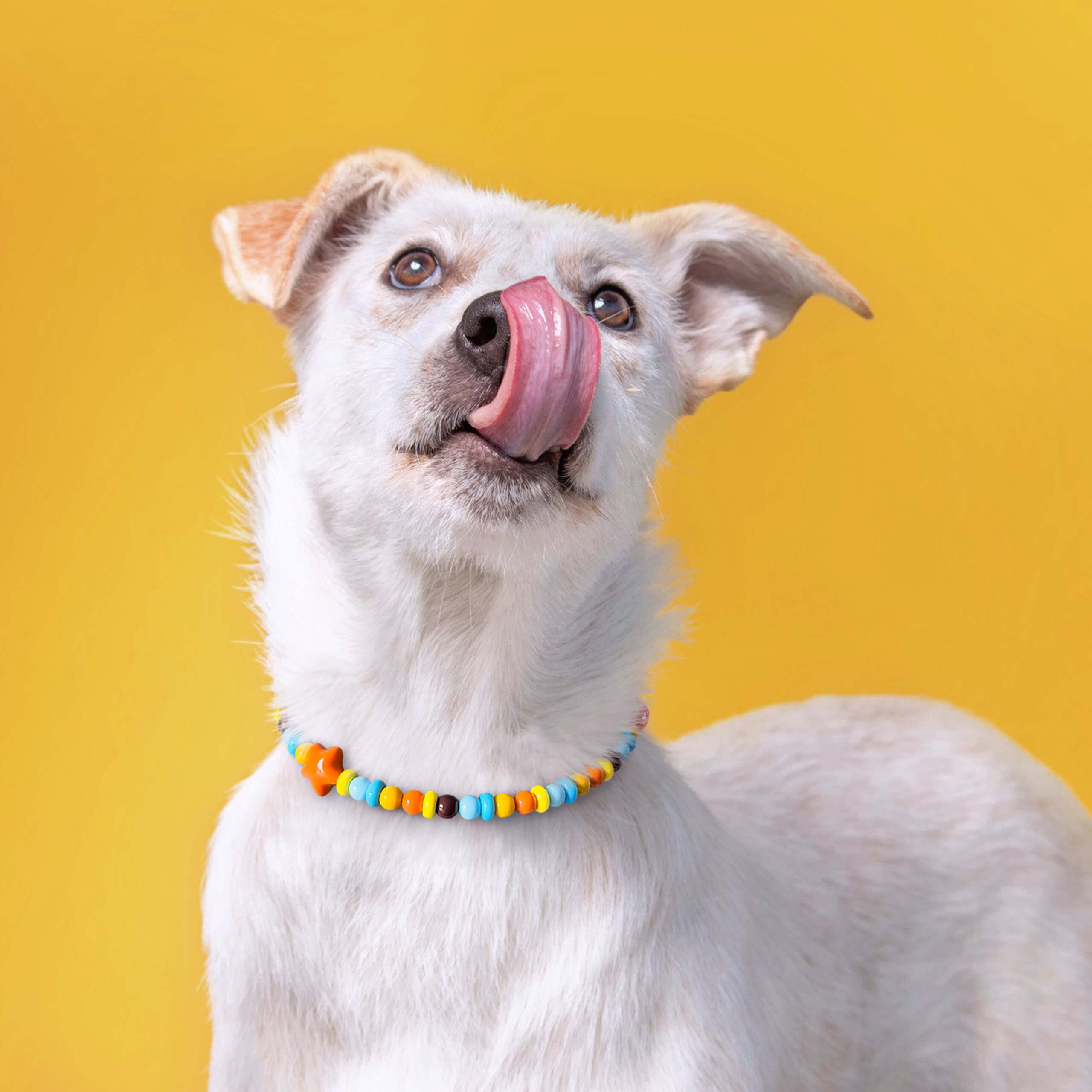 Dog wearing the JOGIA star beaded collar looking up on a soft yellow background.