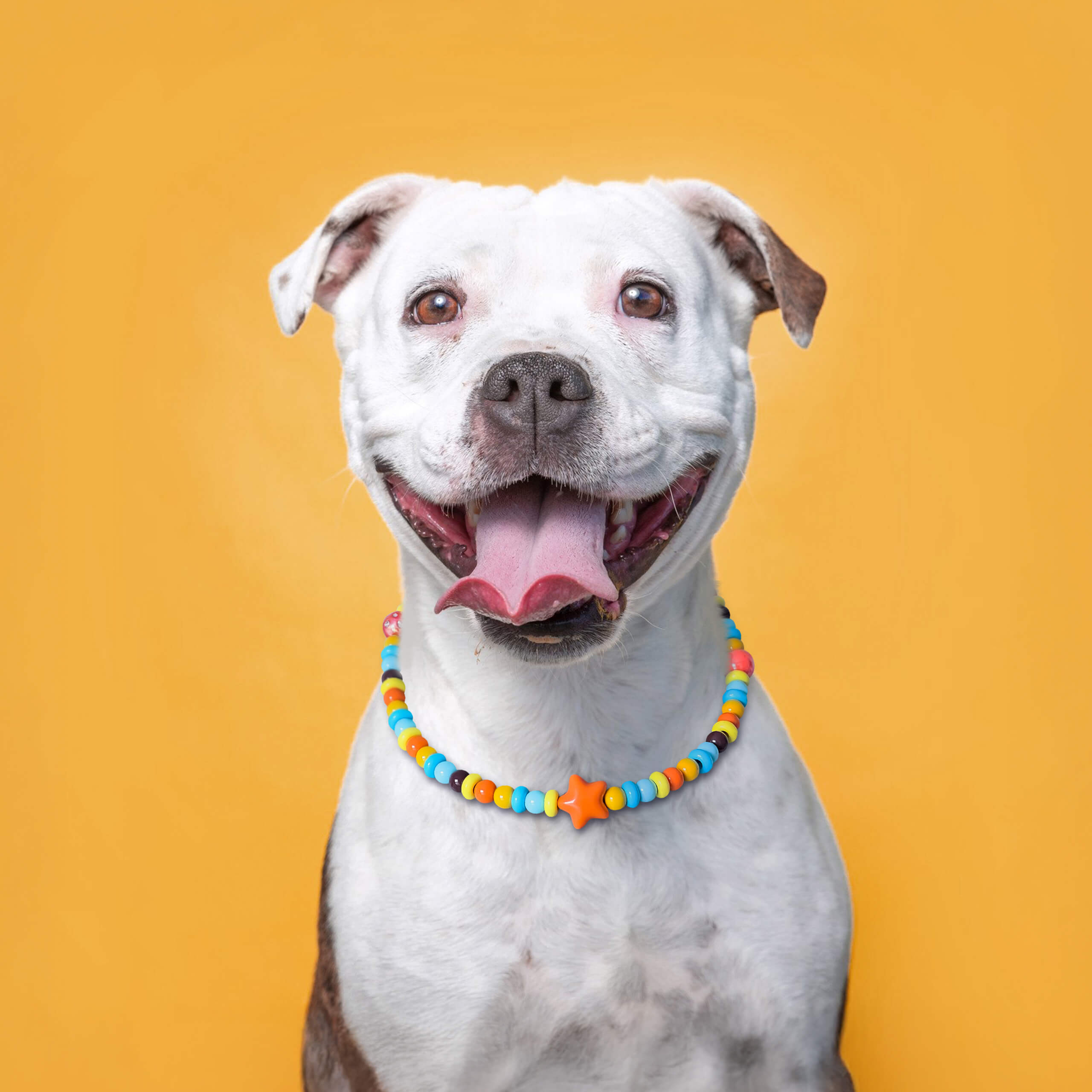 Dog smiling while wearing the JOGIA star beaded collar on a yellow background.
